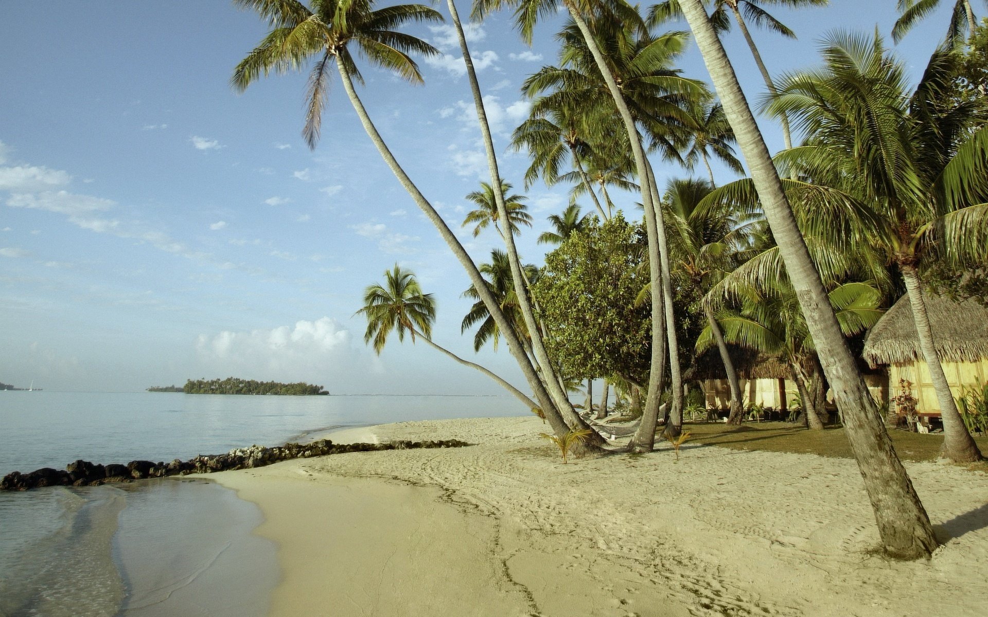 Sandy beach landscape with palm trees
