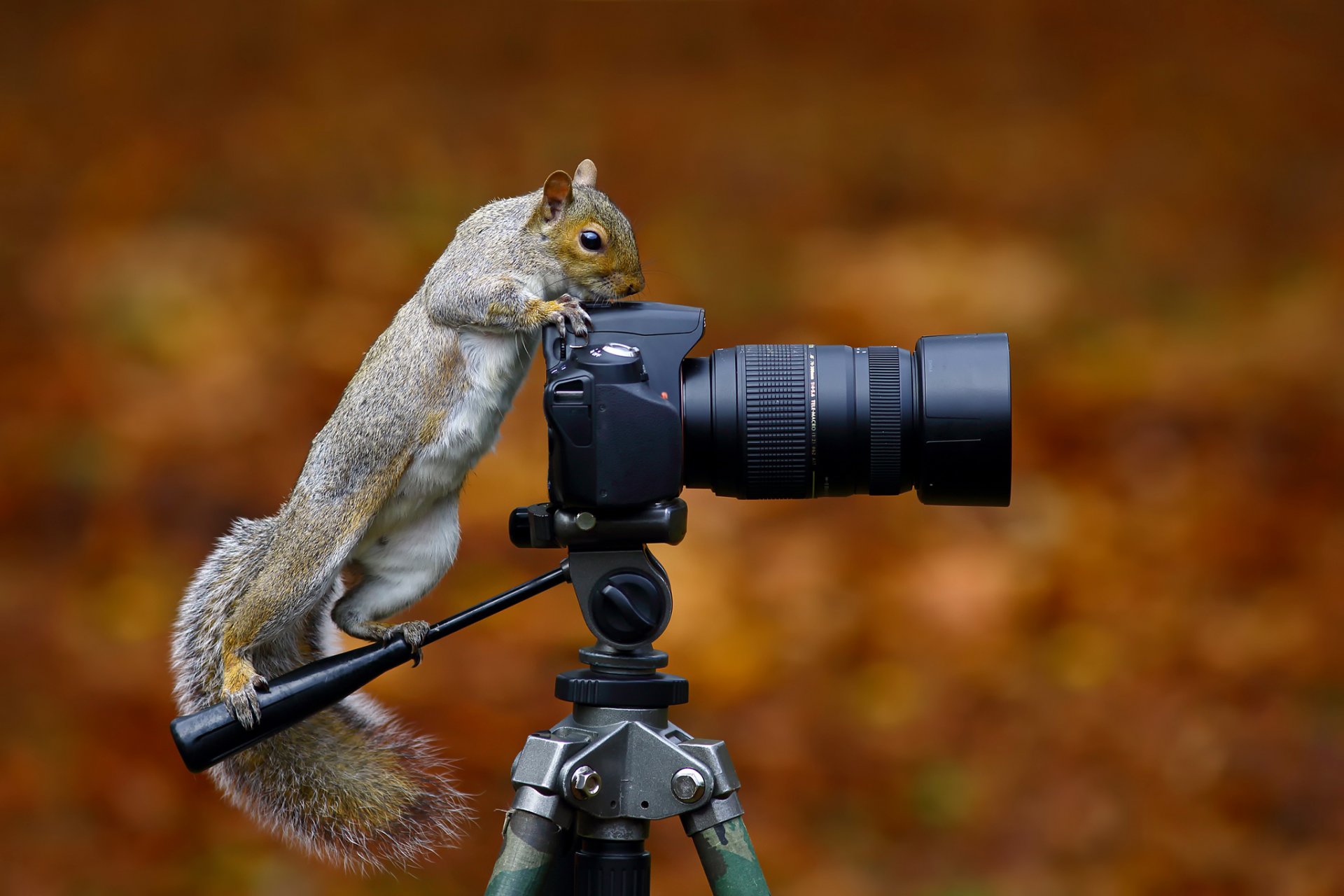 wild grey squirrel camera protein