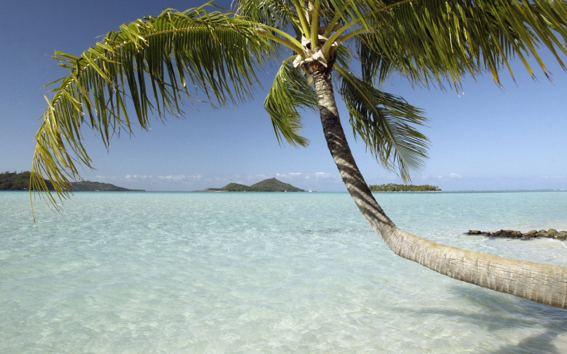 A lonely palm tree leaned over the ocean water
