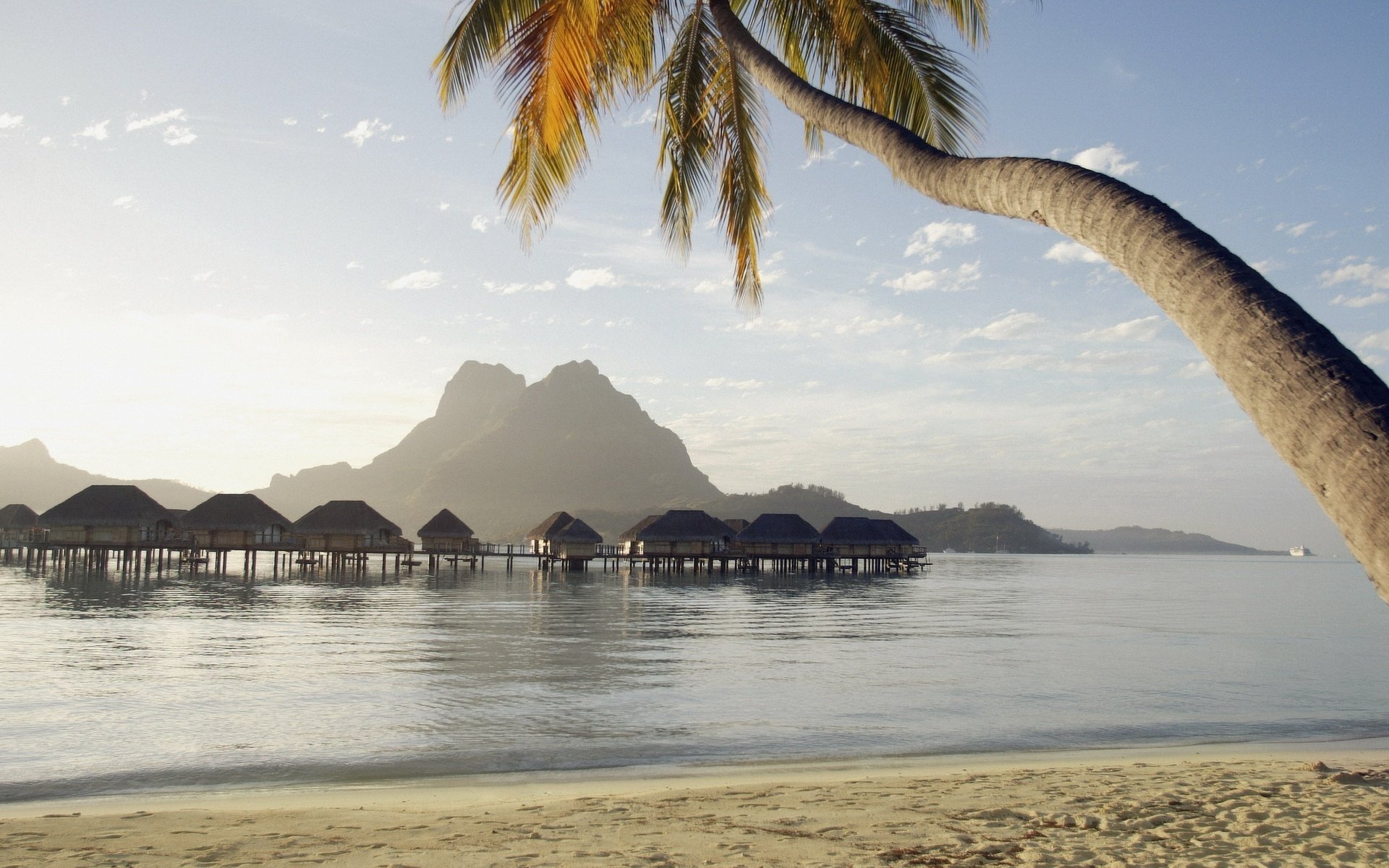 Paradise landscape with palm tree on the beach