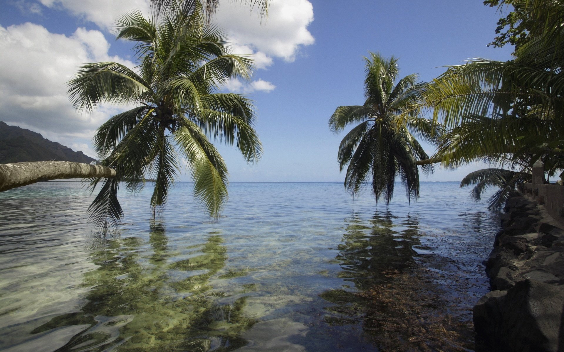 Reflection of palm trees in the ocean water