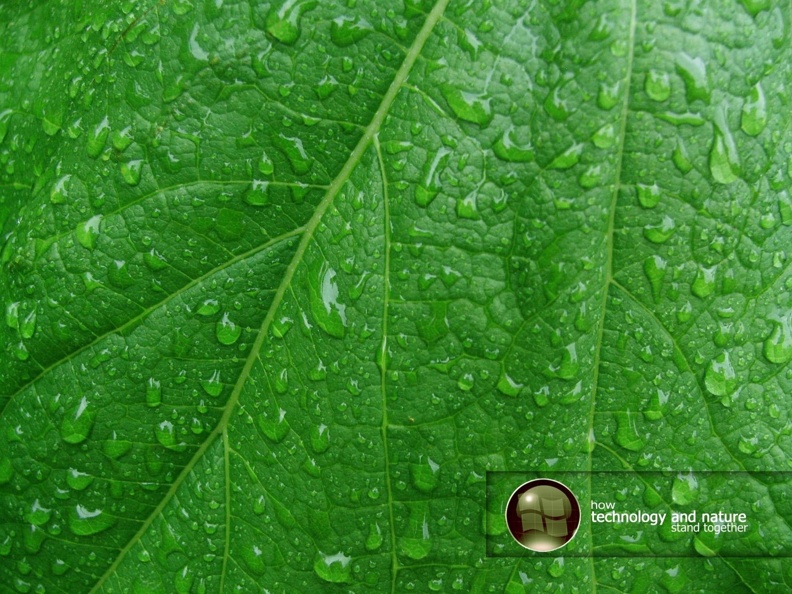 Streaks and dew drops are visible on the green leaf