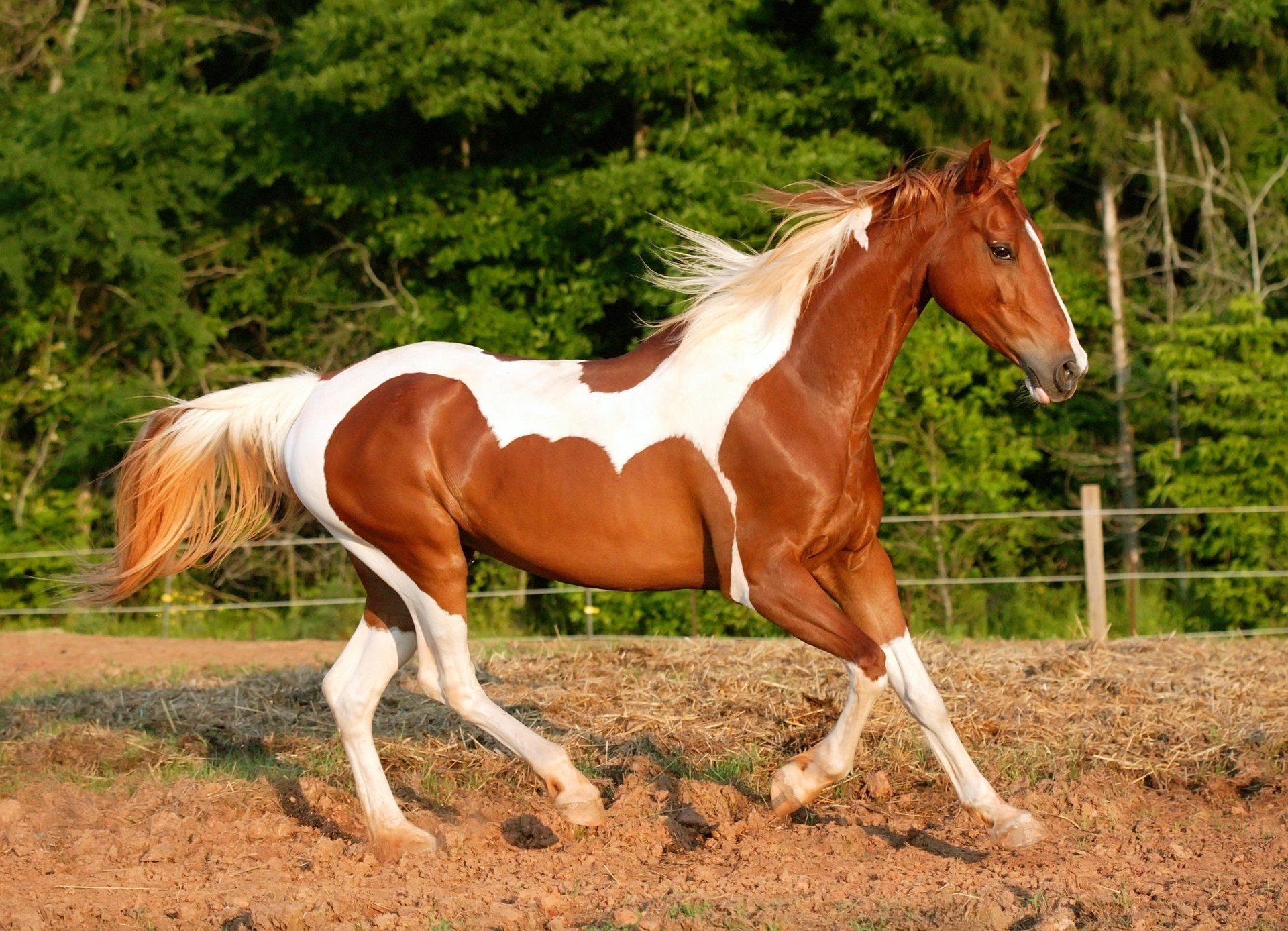 A white and brown horse gallops along a dirt arena against a background of trees