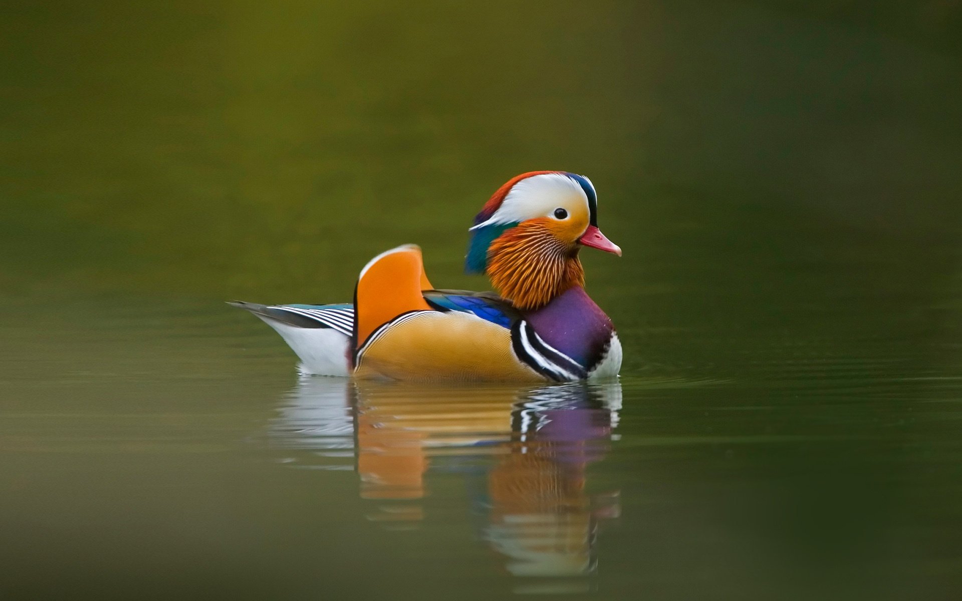 One Mandarin duck among the lake
