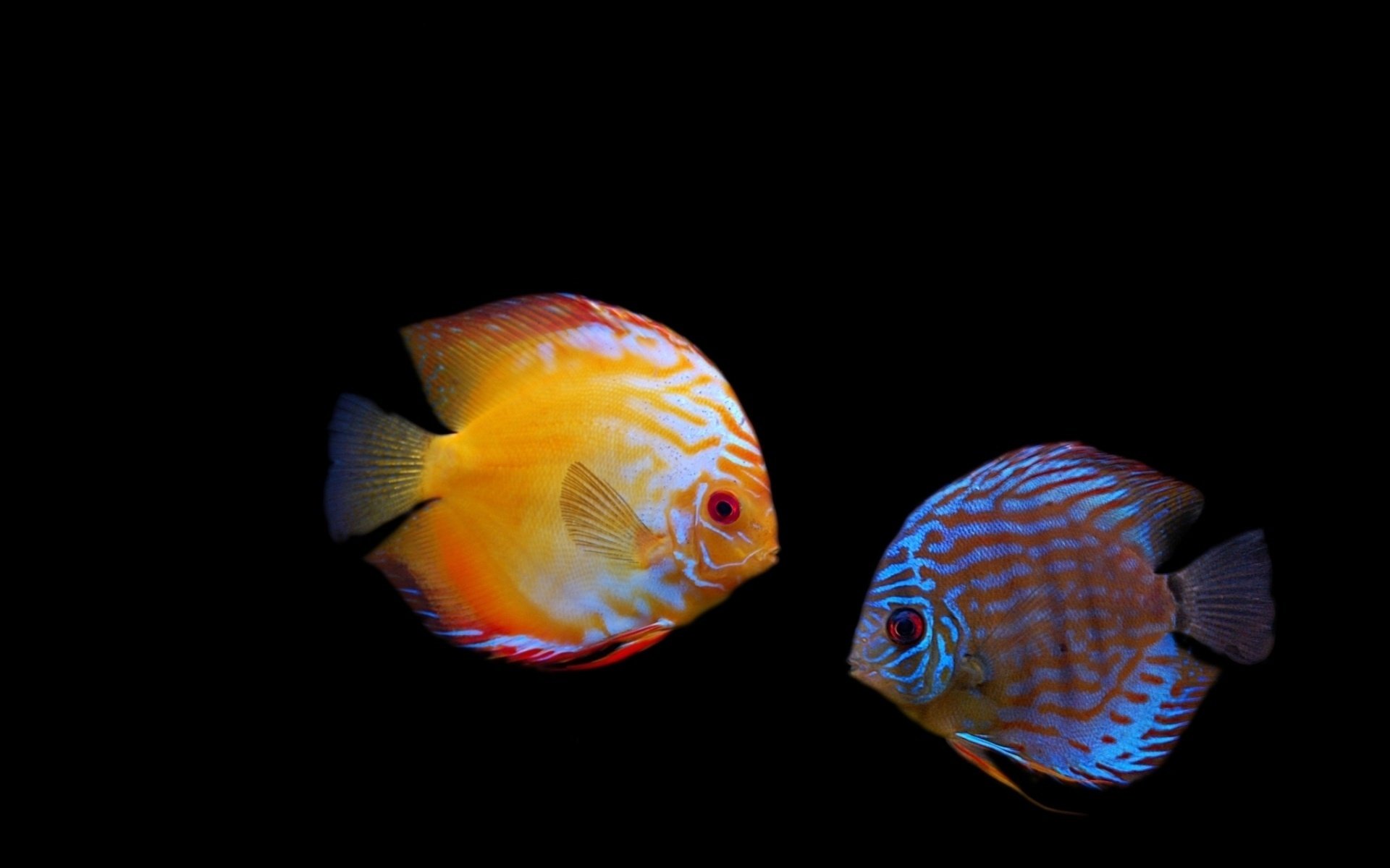 Yellow and blue fish on a black background