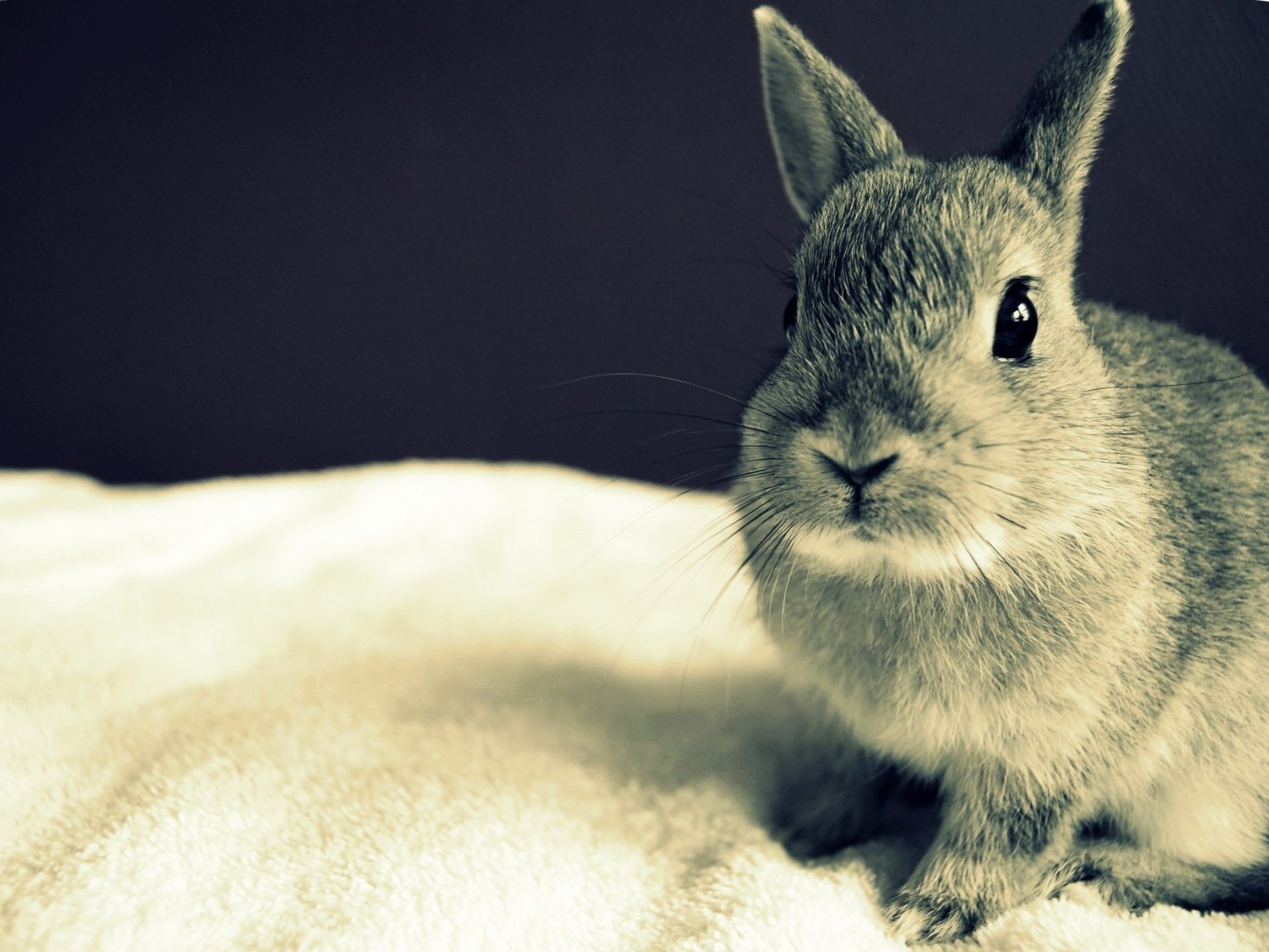 Cute grey rabbit sitting on a white bedspread