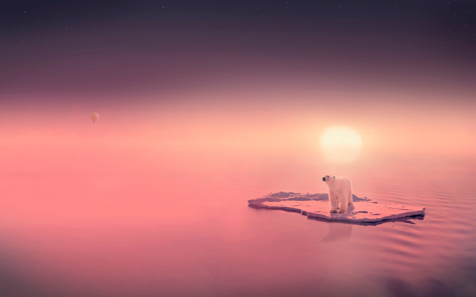 A polar bear on an ice floe and a pink sunset