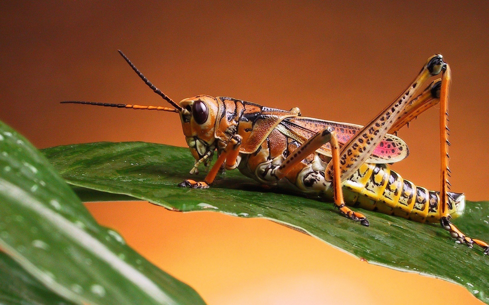 Macro photography. A grasshopper is sitting on a leaf