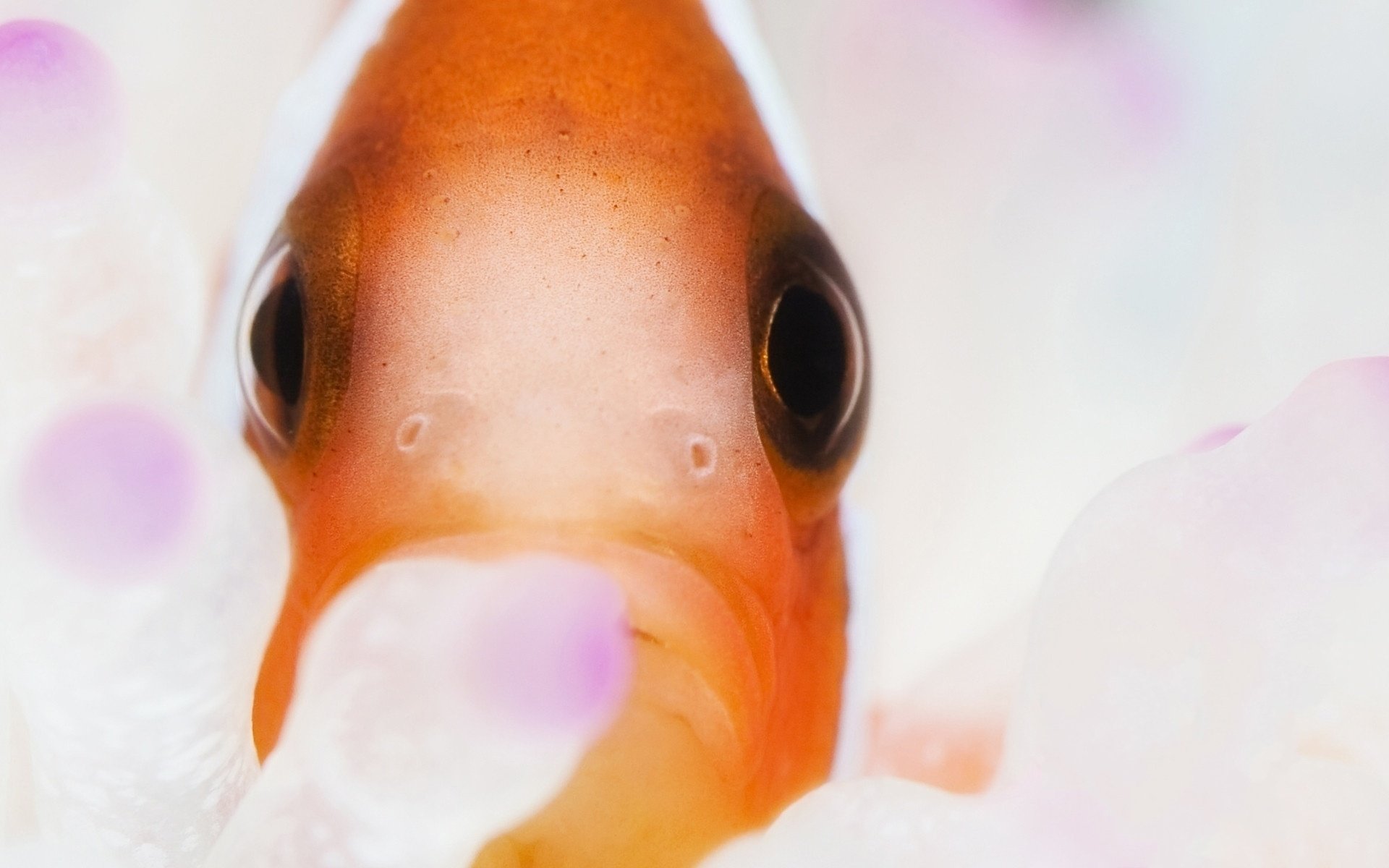 Close-up of an orange fish with black eyes