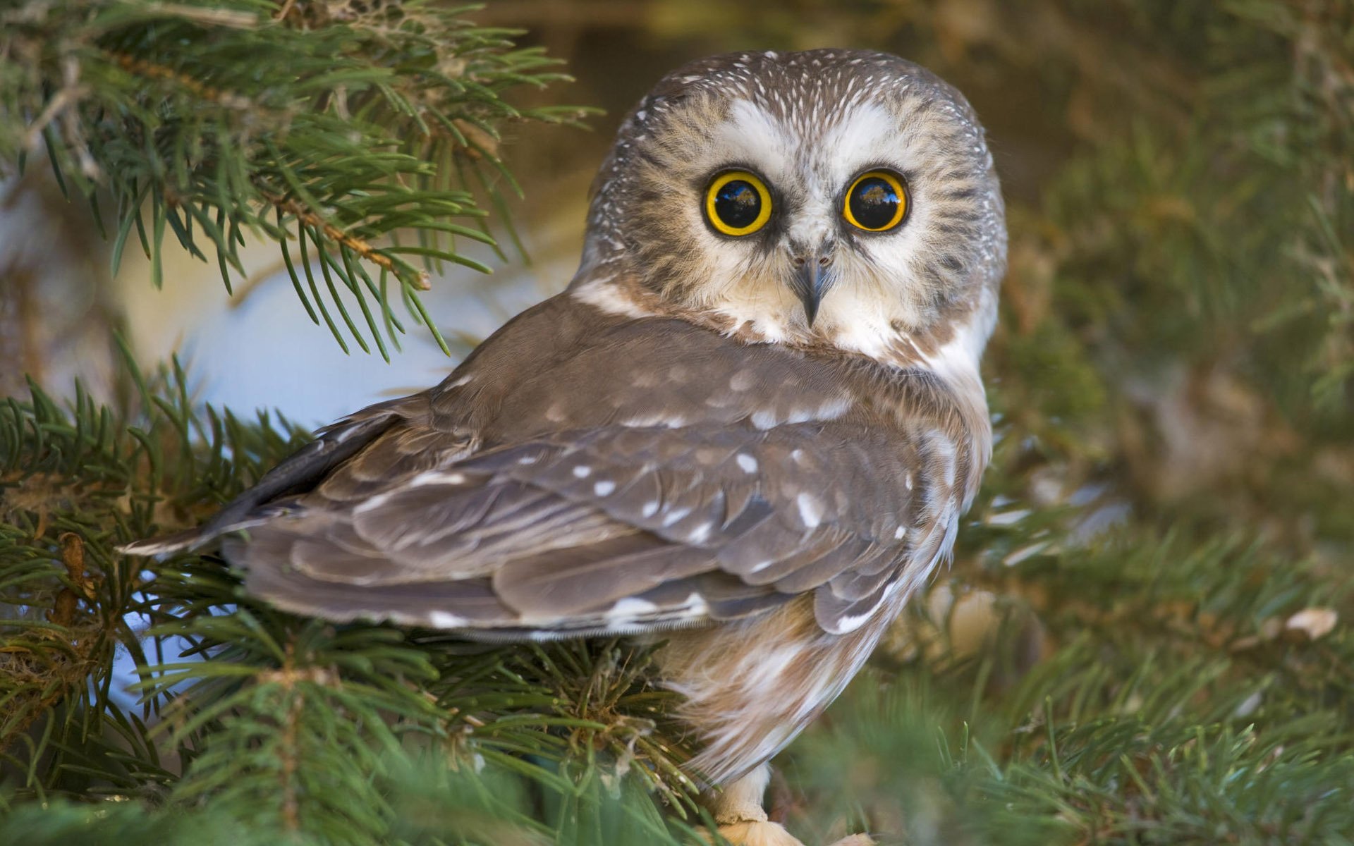 Owl on the branches of a pine tree in the afternoon