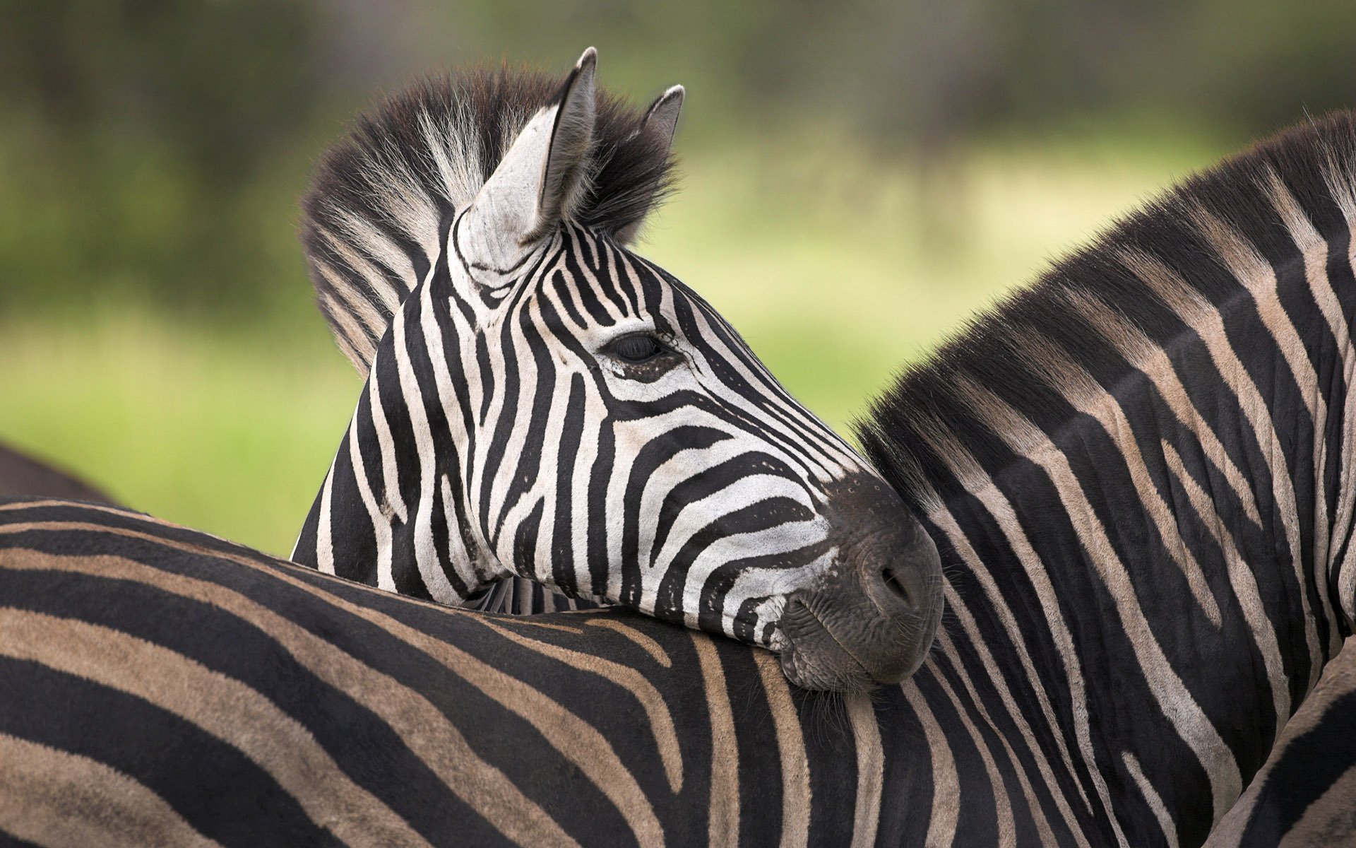 Tired baby zebra pressed his head to his mother