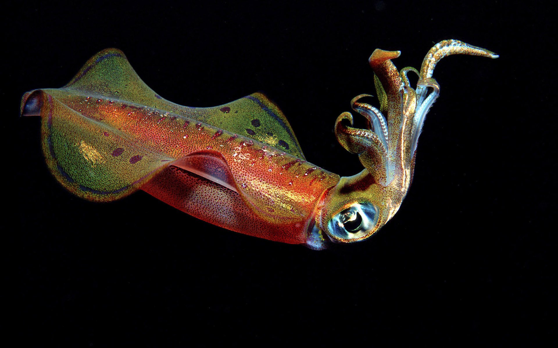 Squid with tentacles underwater on a black background photo
