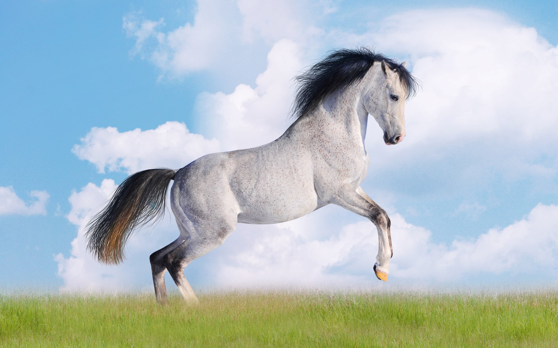 A white horse with a black mane on a background of clouds