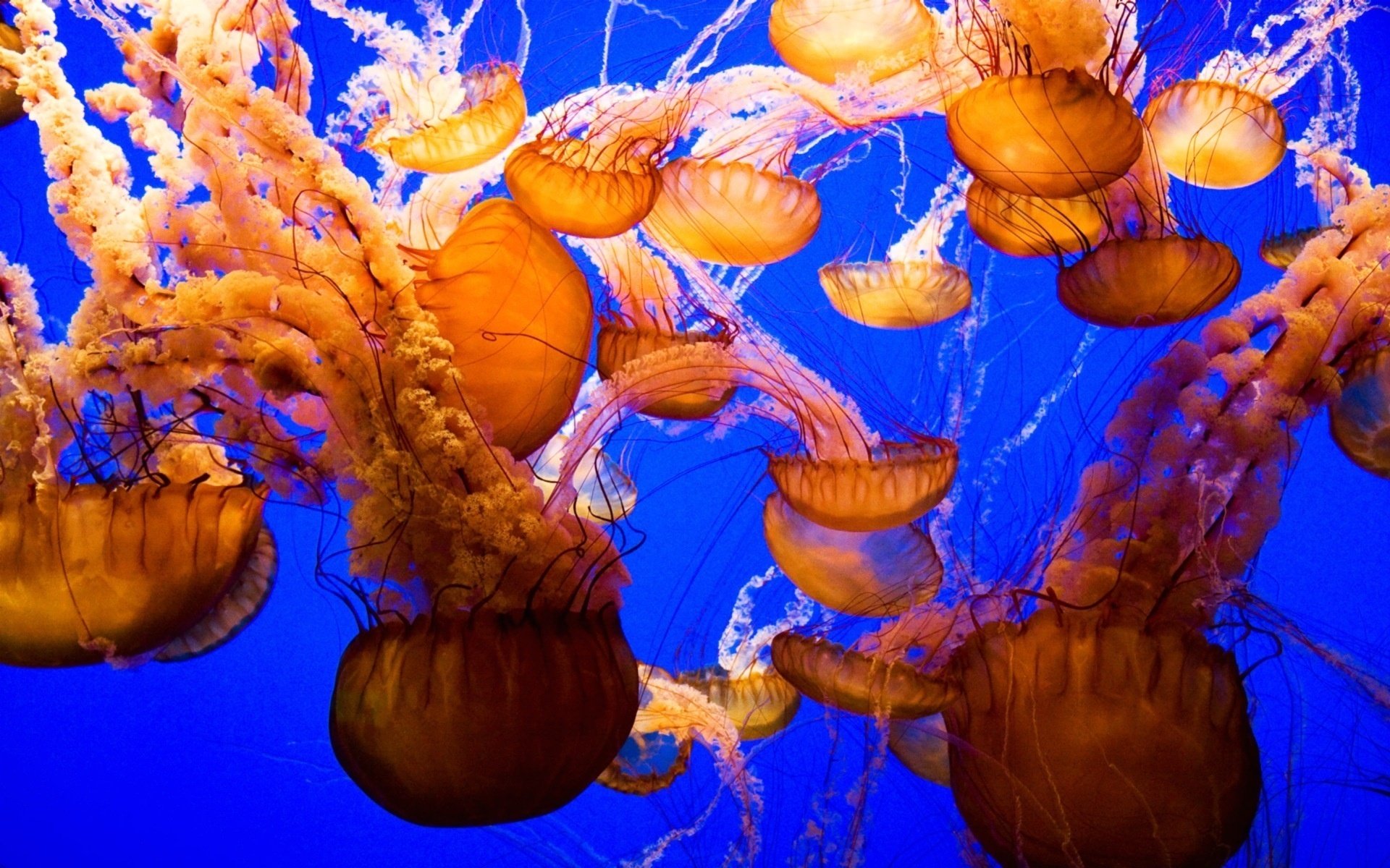 Underwater world with brown jellyfish