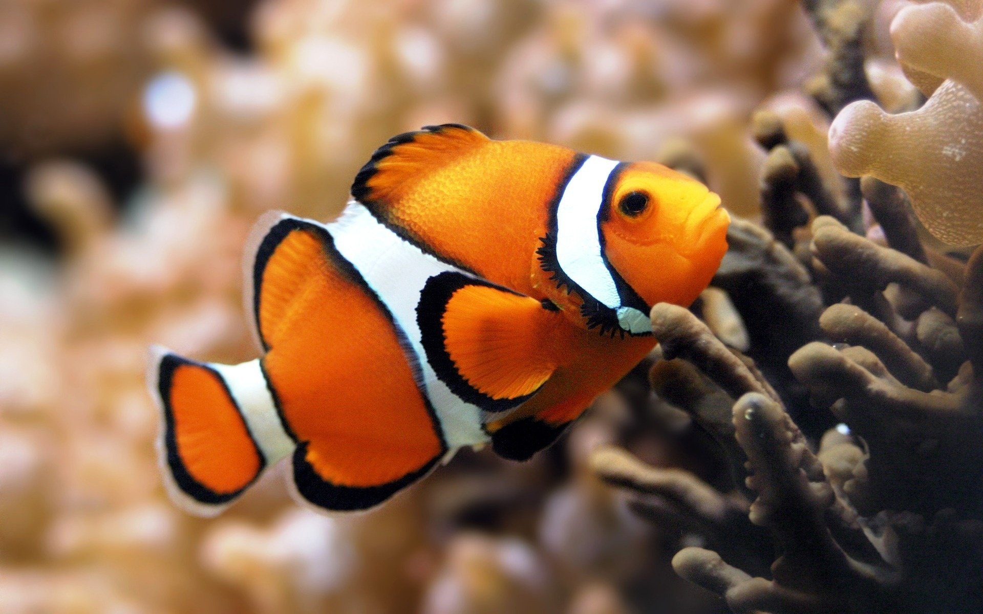 An orange fish swims in a coral reef