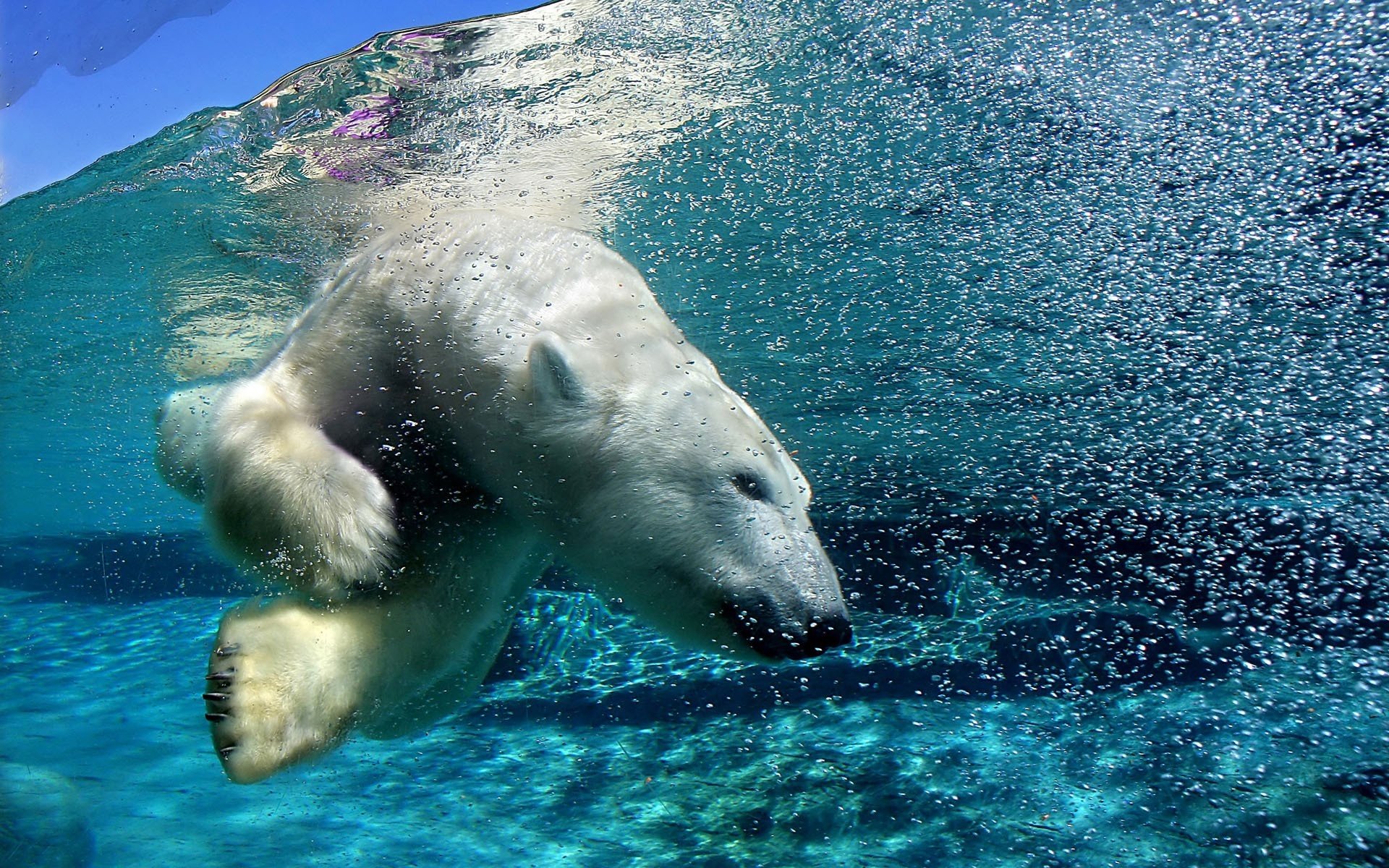 And under the water his prey, jokes are bad with a white bear