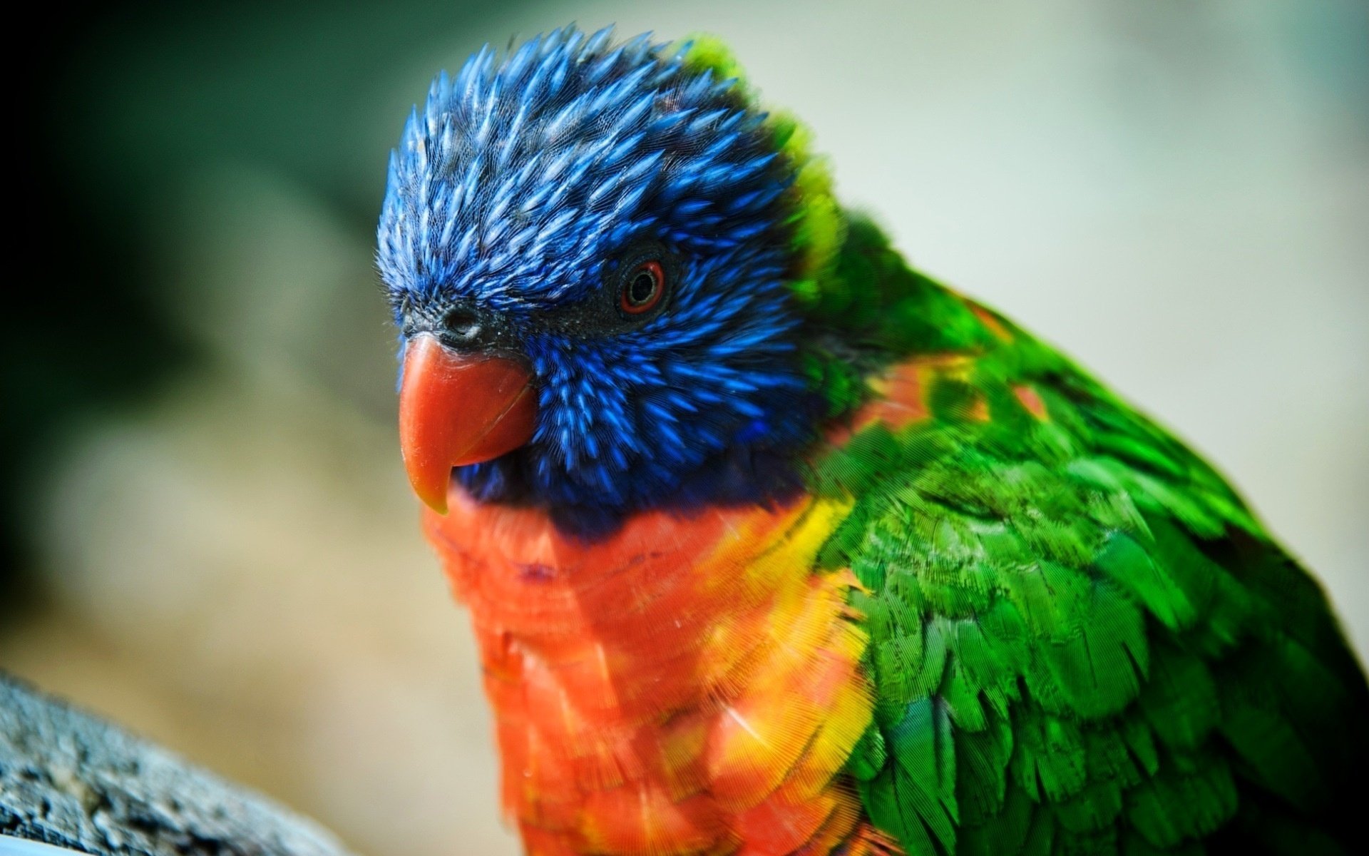 A parrot with feathers of bright colors carefully examining something