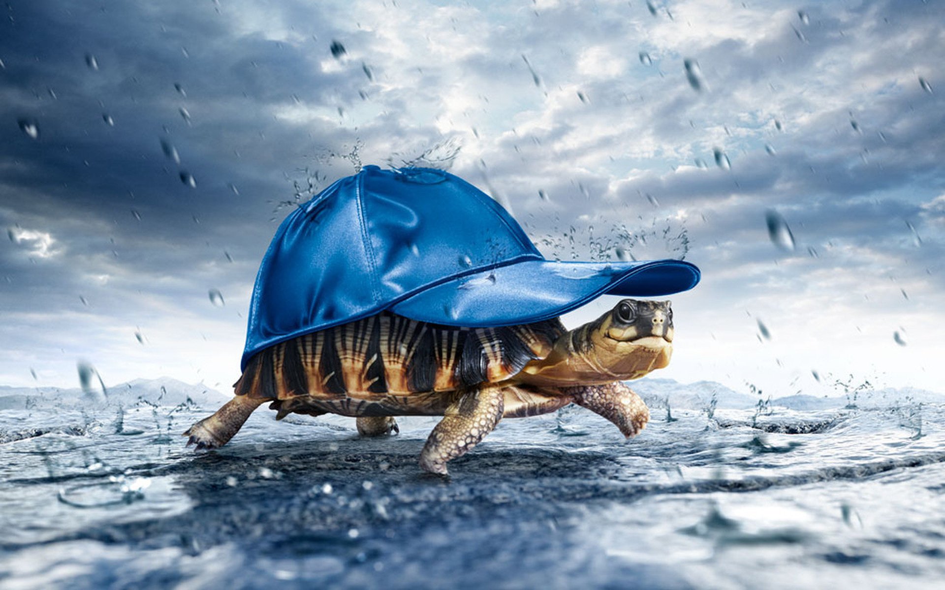 A land turtle walks on the ground in a blue cap