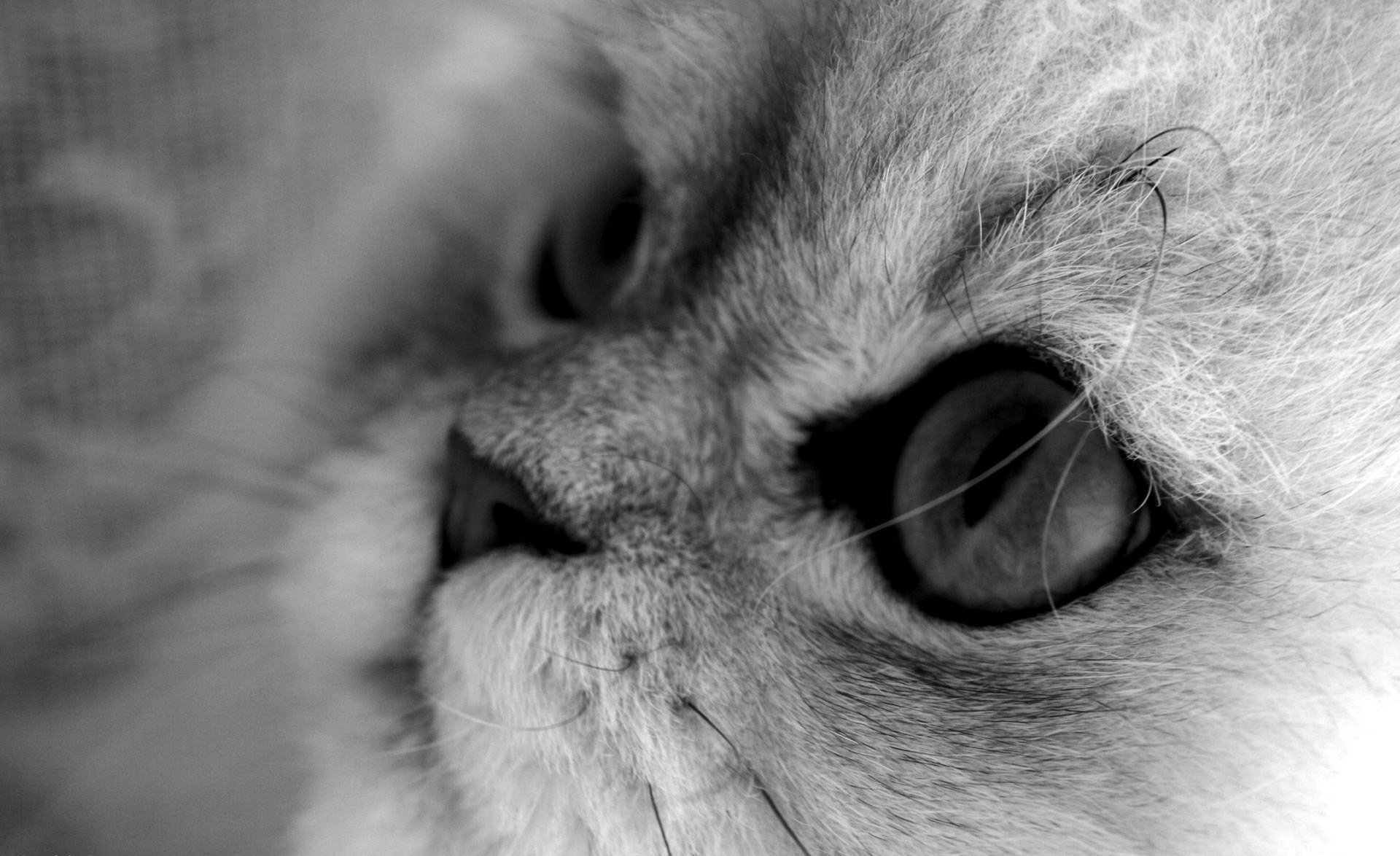 Macro view of a gray-white kitty