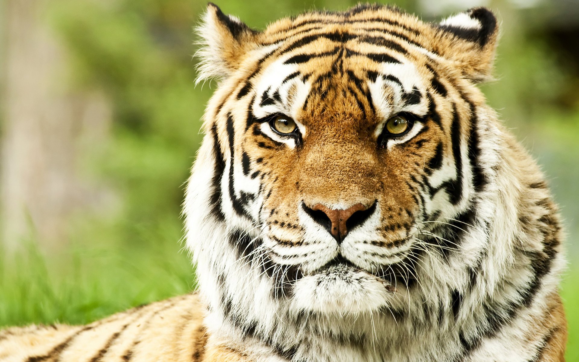 Siberian tiger is watching you
