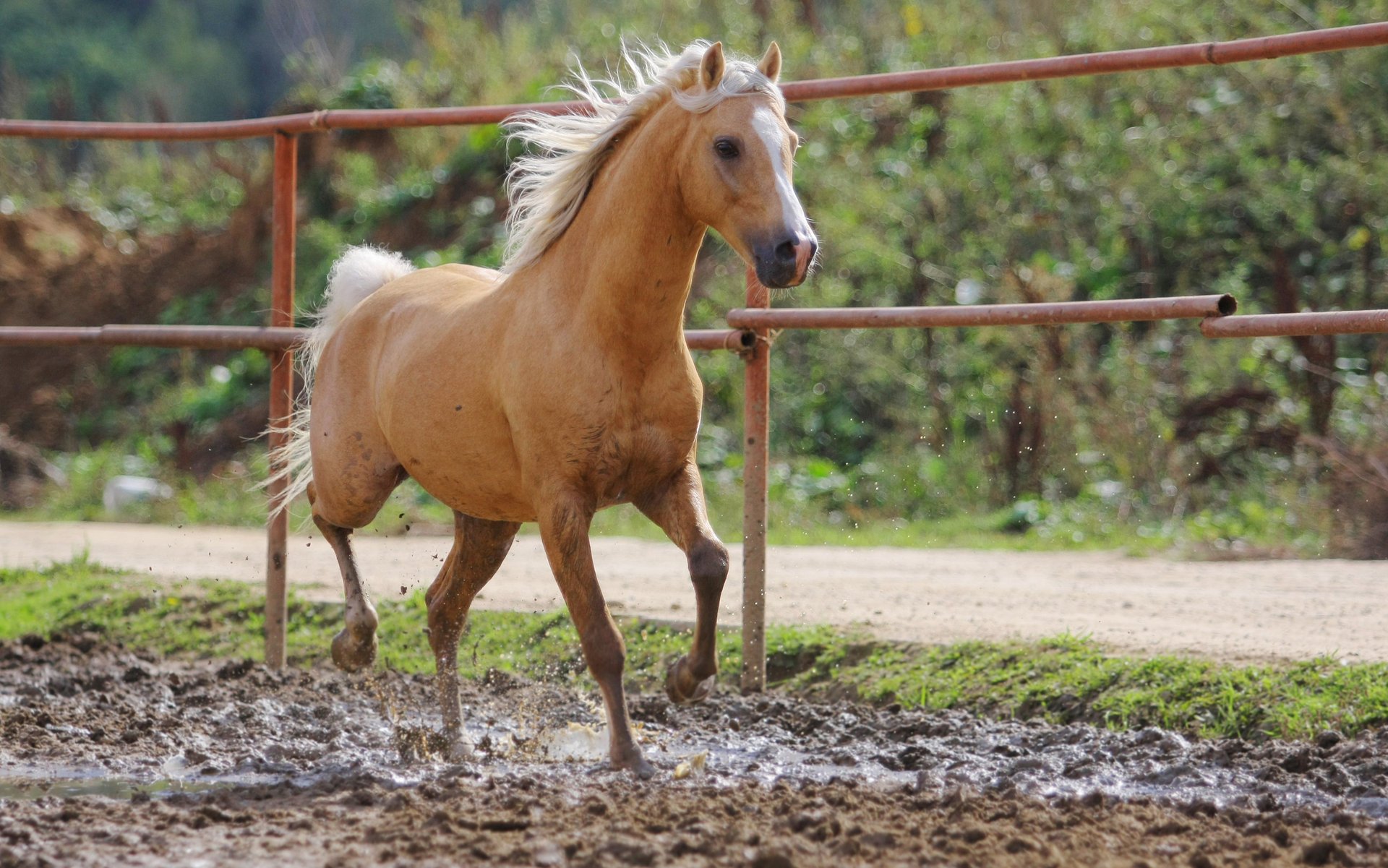 A red horse on a summer day