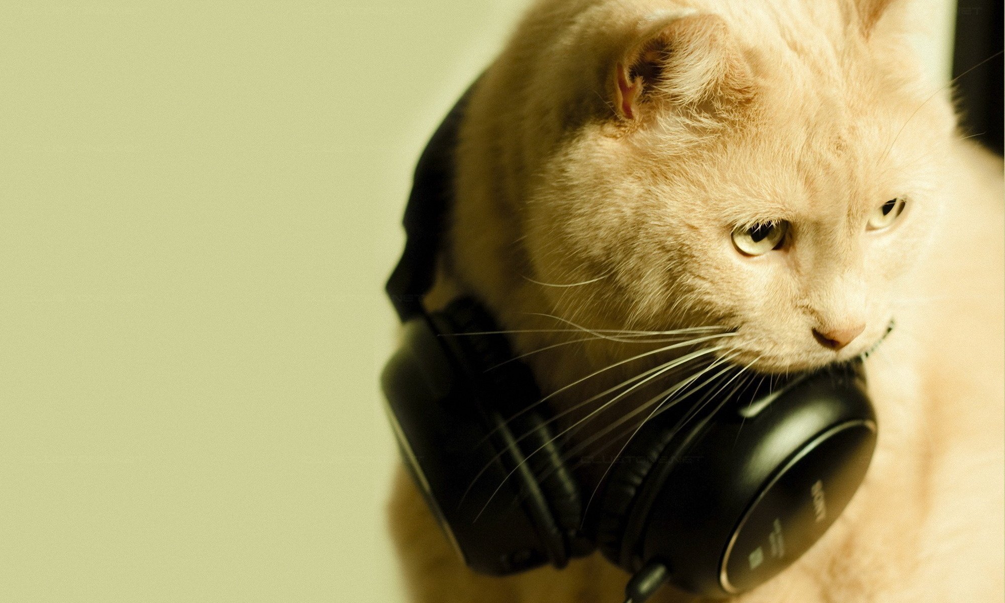 A beautiful cat with headphones and a look