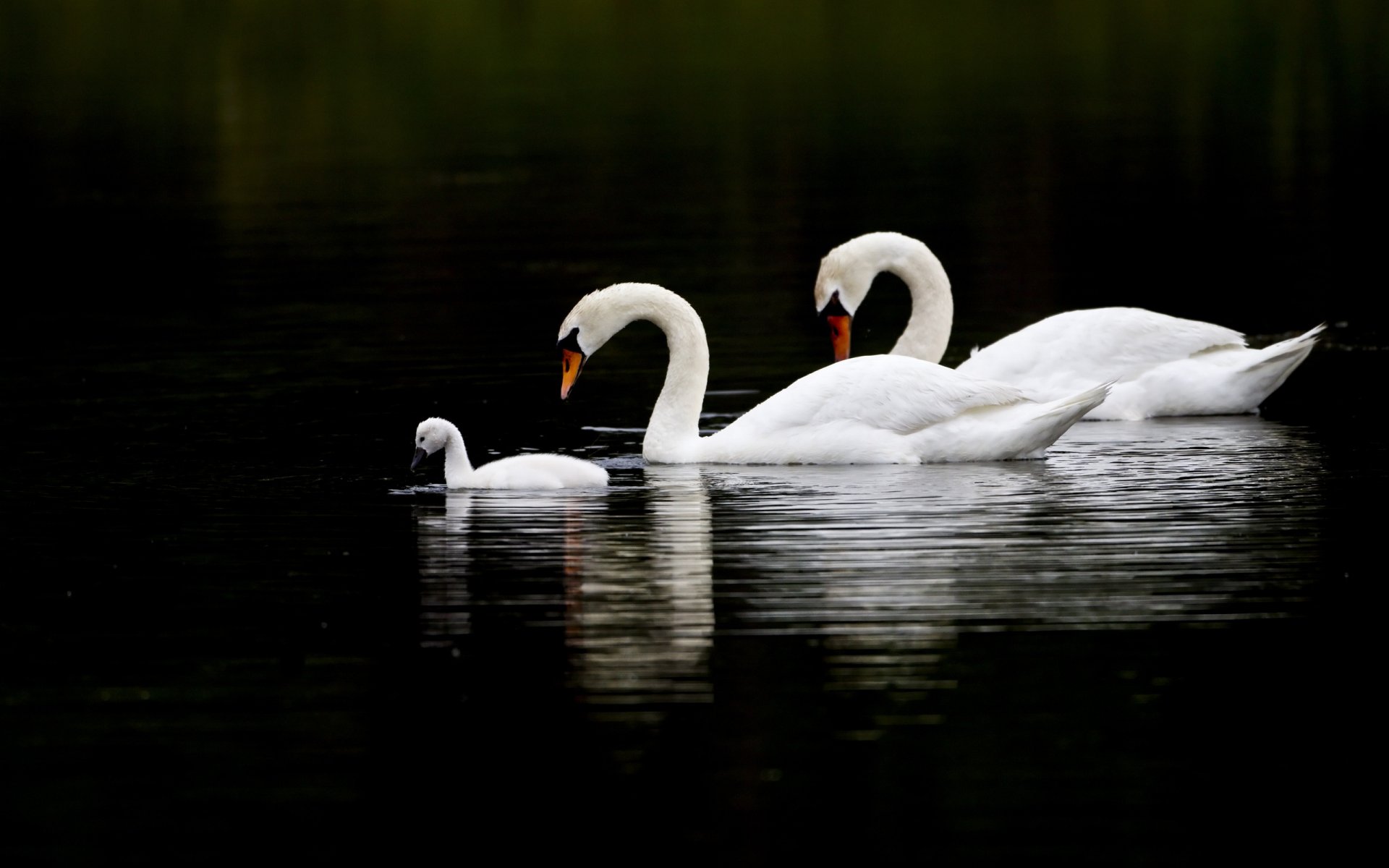 A family of white swans in the water on a black background