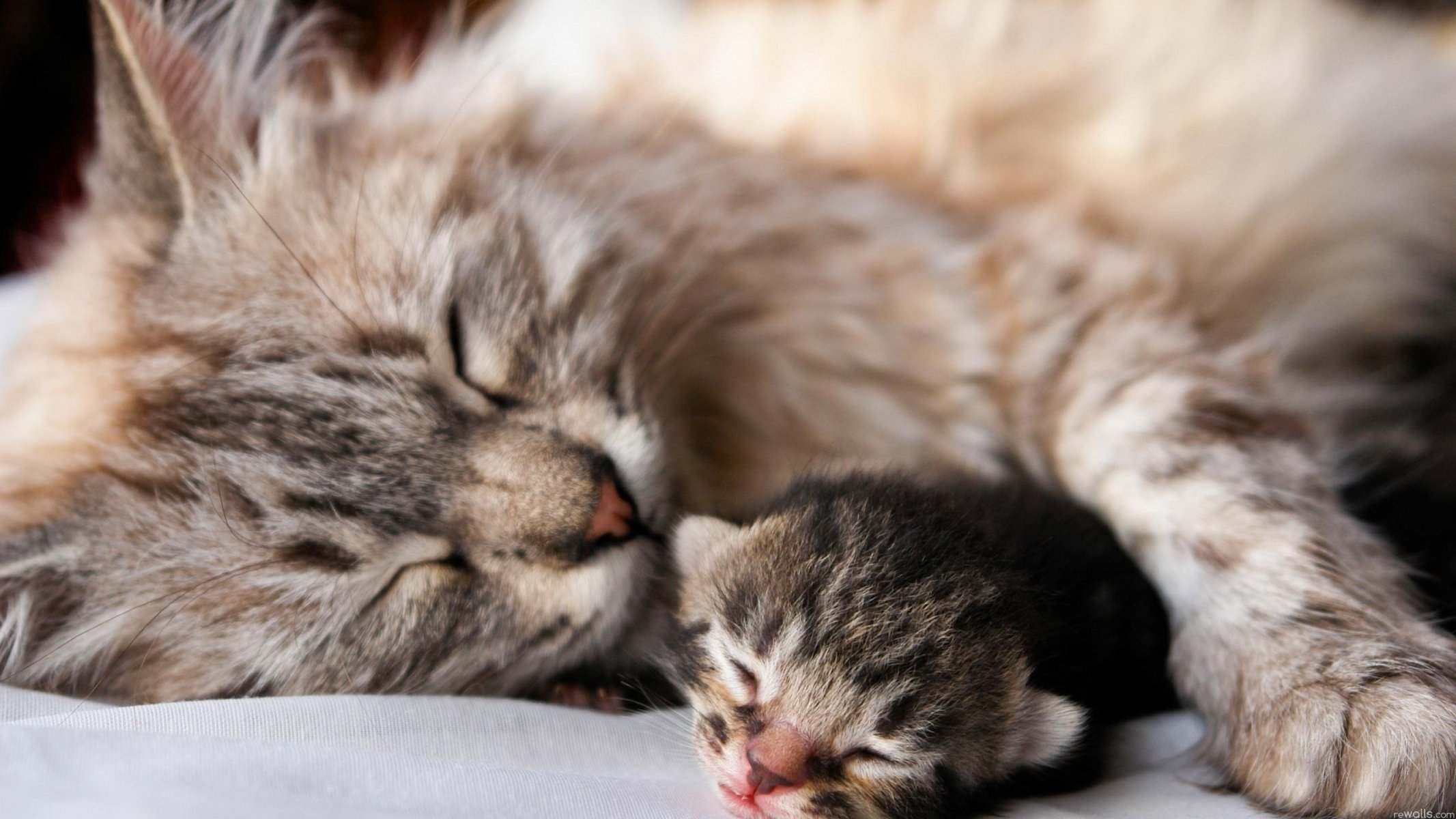 Maternal love of a cat for a kitten
