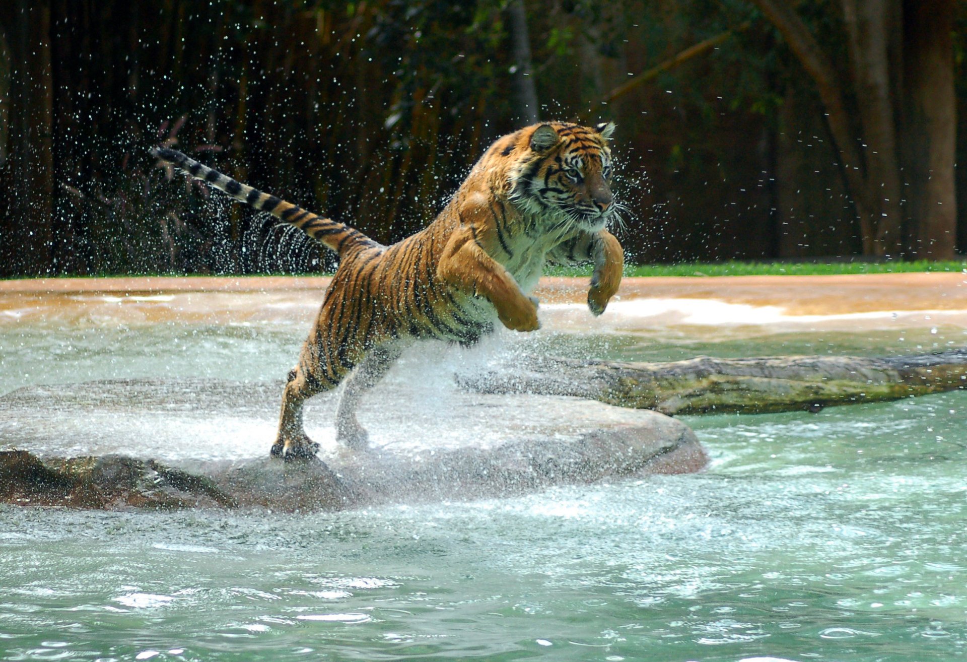 The noble tiger is ready to jump into the water