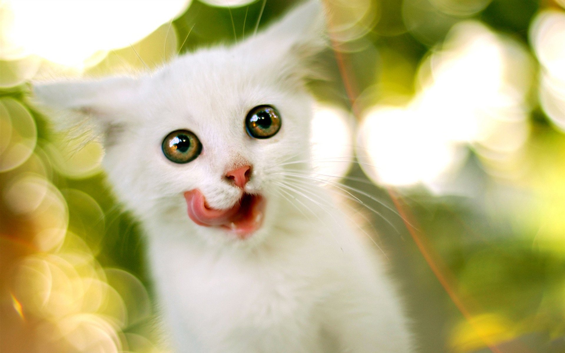 The white kitten has its eyes bulging and is licking its lips