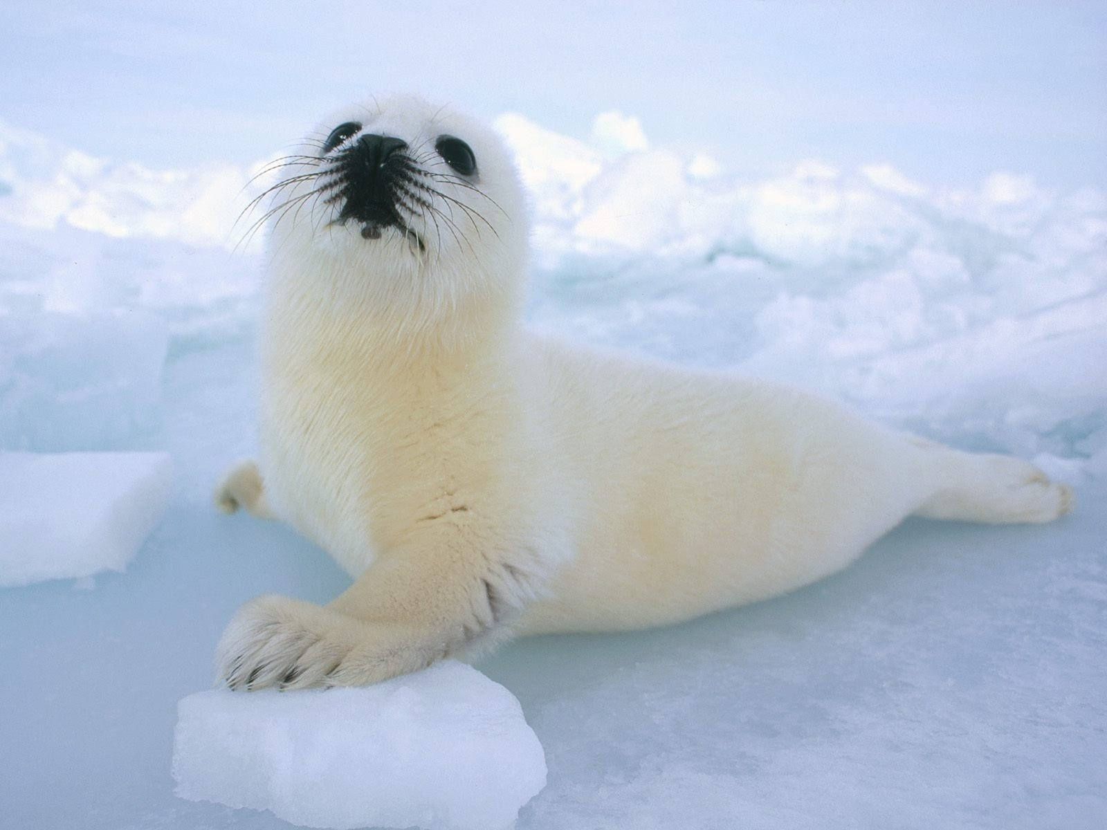 A small white whiskered seal put its paw on a piece of ice