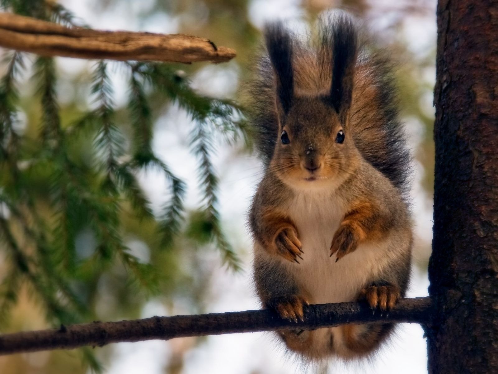 A fluffy squirrel holds onto a tree branch with its paws and curiously watches what is happening around