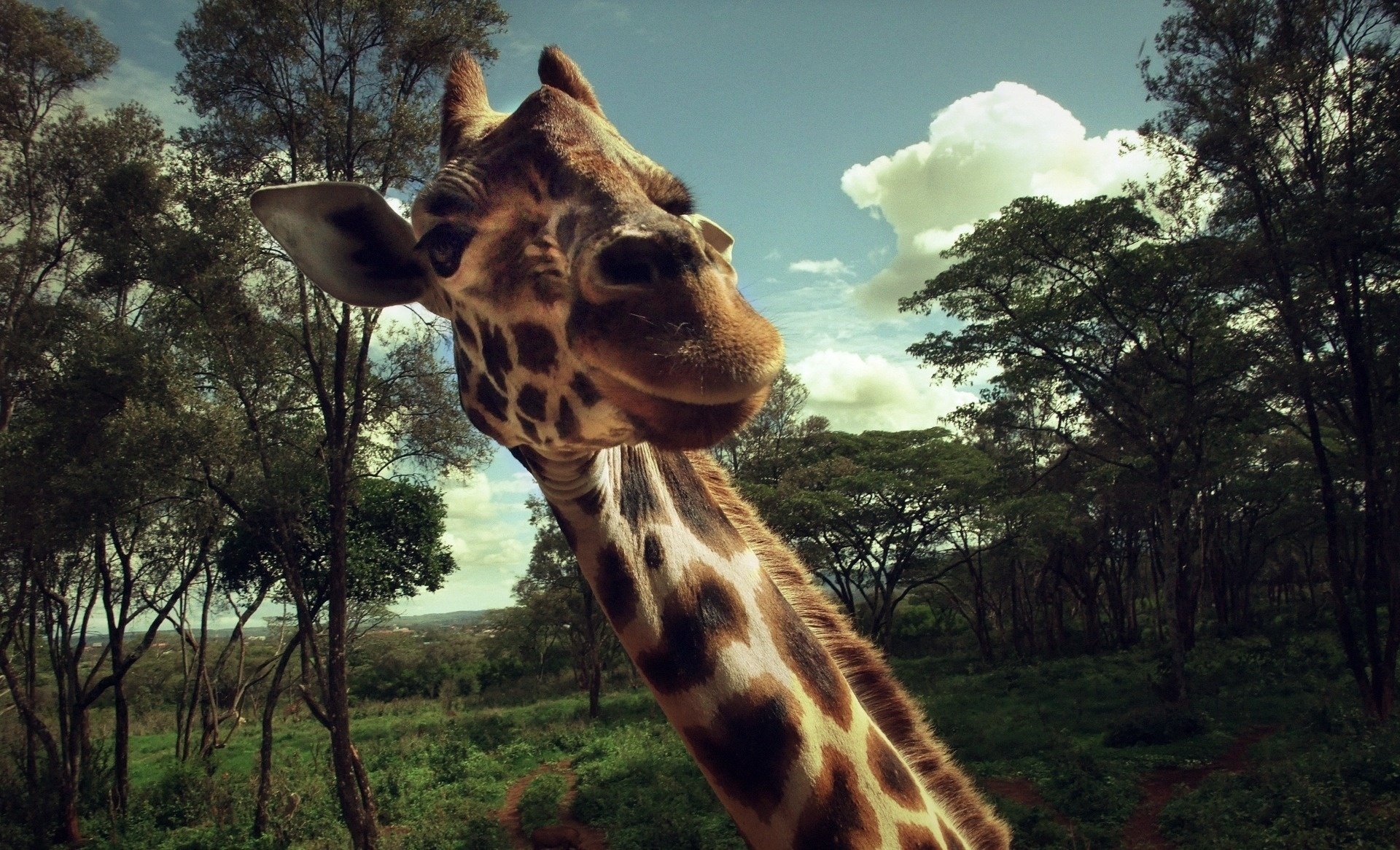 A satisfied giraffe poses for the camera with pleasure