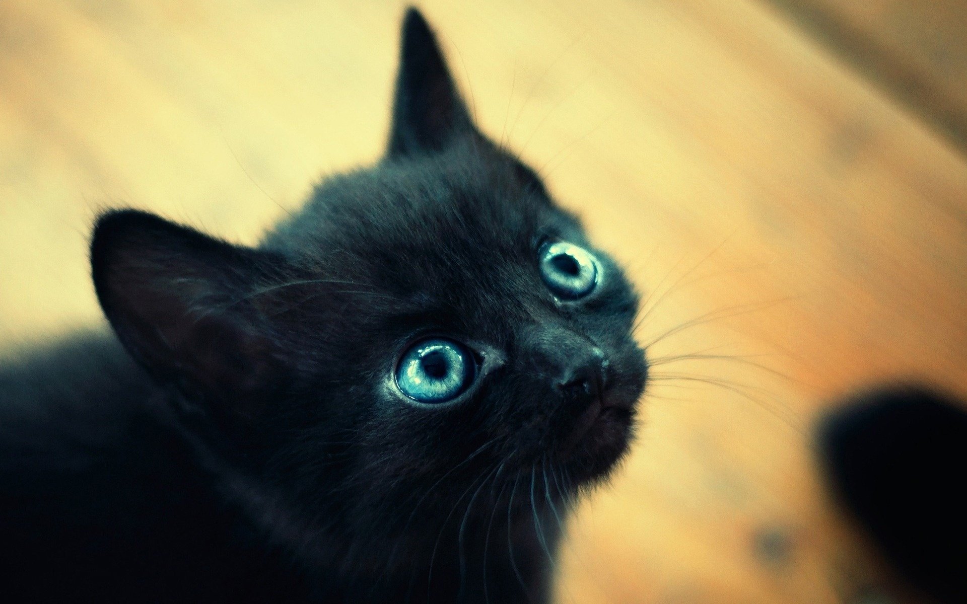 Blue-eyed cute kitten-imp