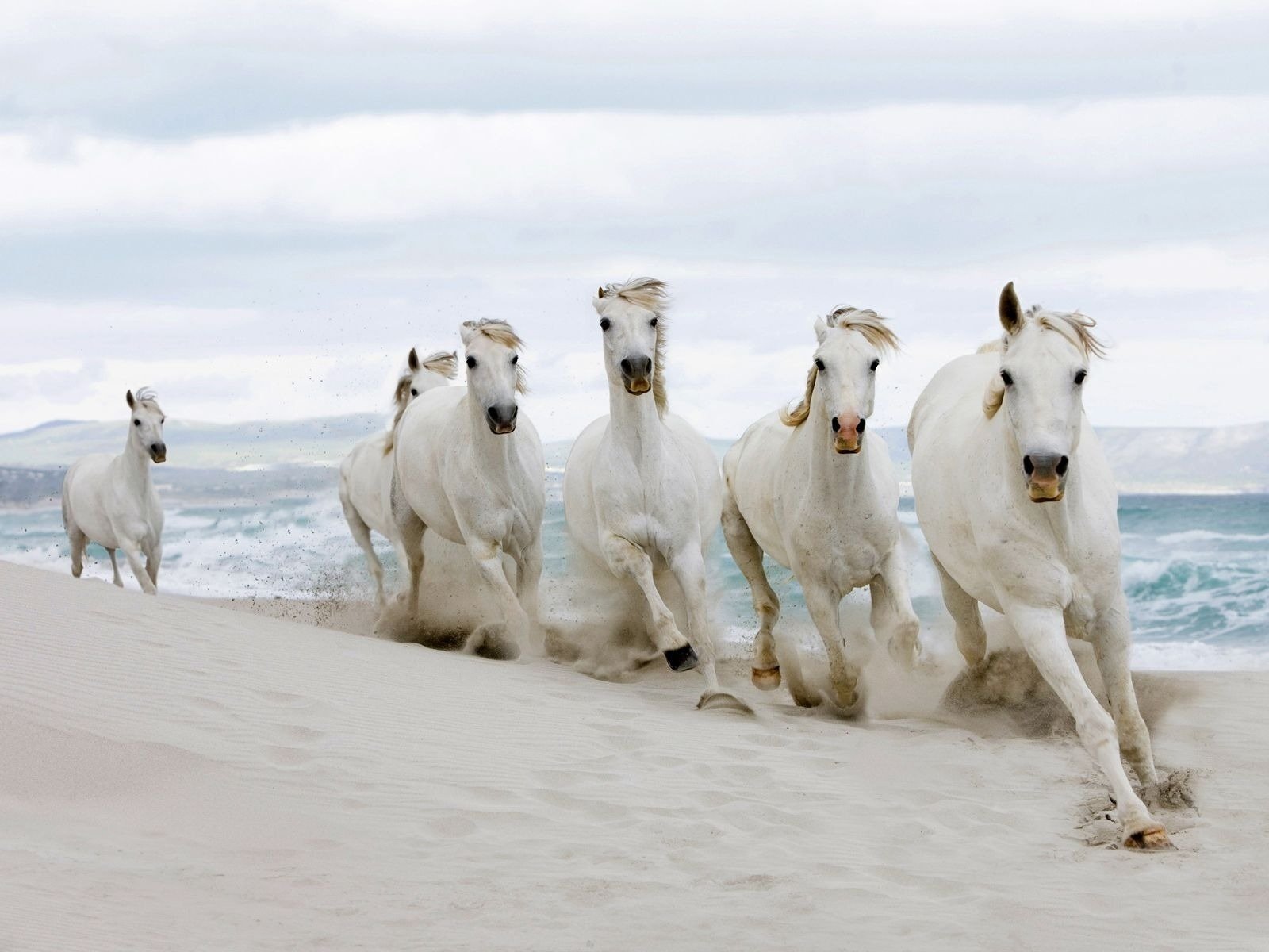 A herd of horses on the seashore