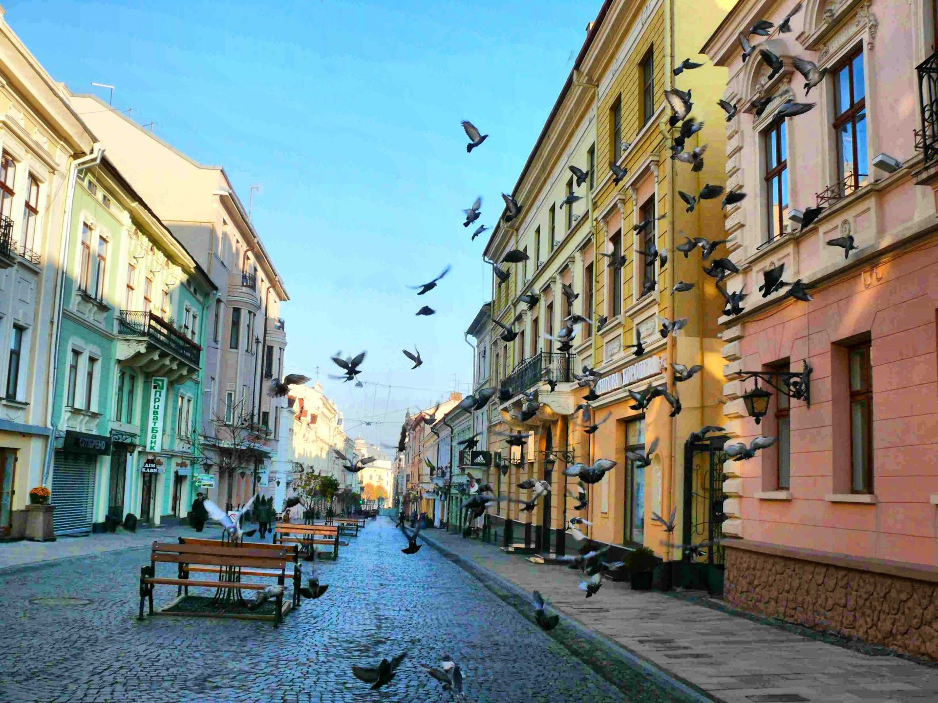 A deserted street and a noisy flock of pigeons