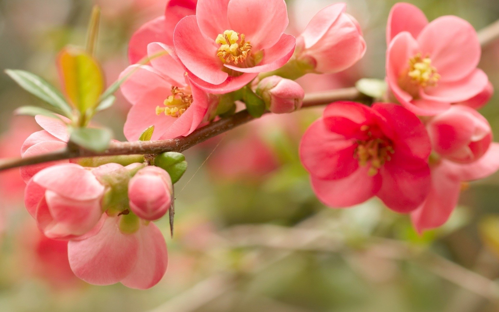 A plant blooming with pale pink flowers