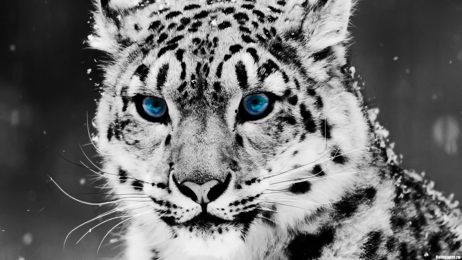 Snow leopard with blue eyes dusted with snow