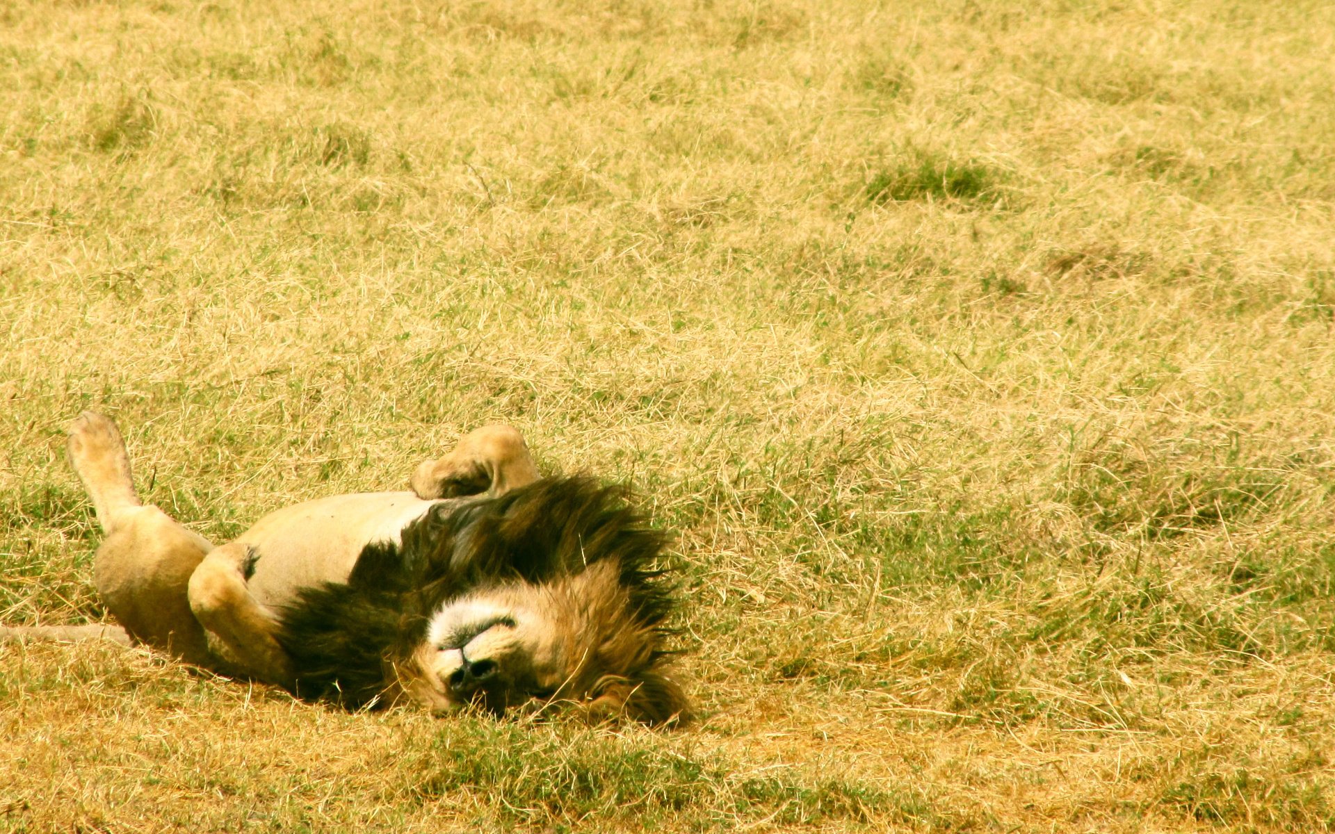 The lion is lying on his back on the grass