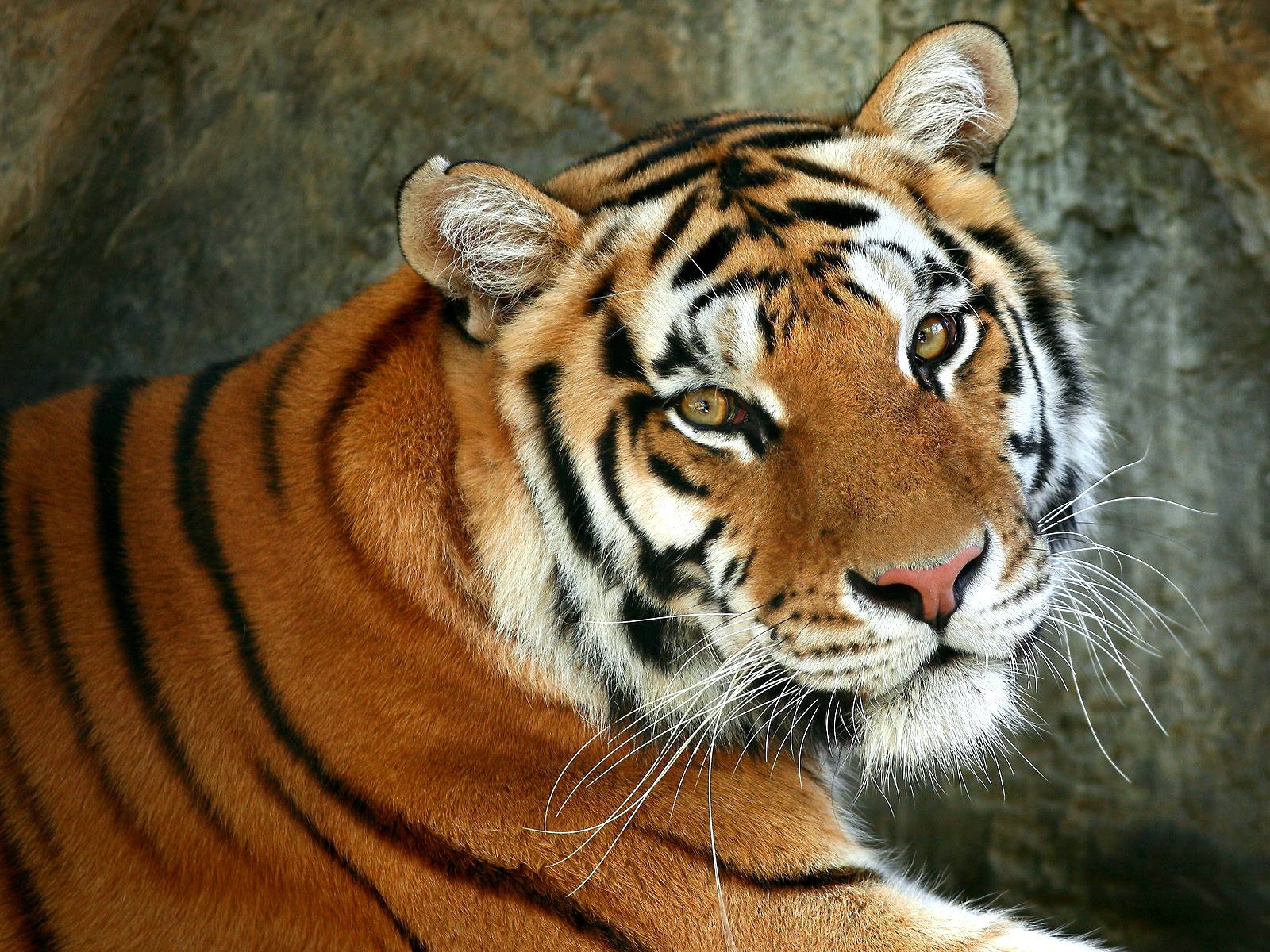 A beautiful tiger with sad eyes
