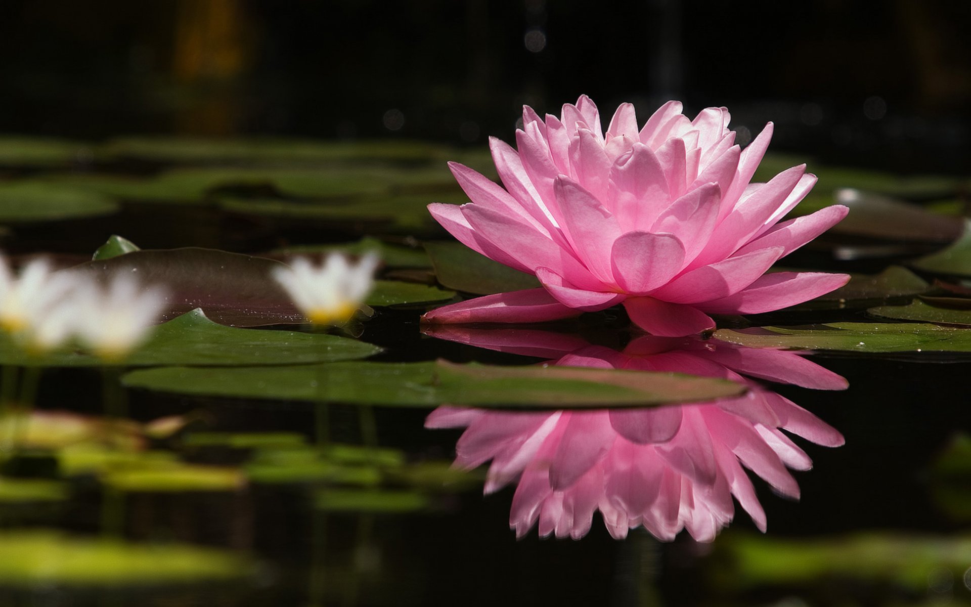 Nature. Flowers in the pond. Pink and white lotuses in the pond