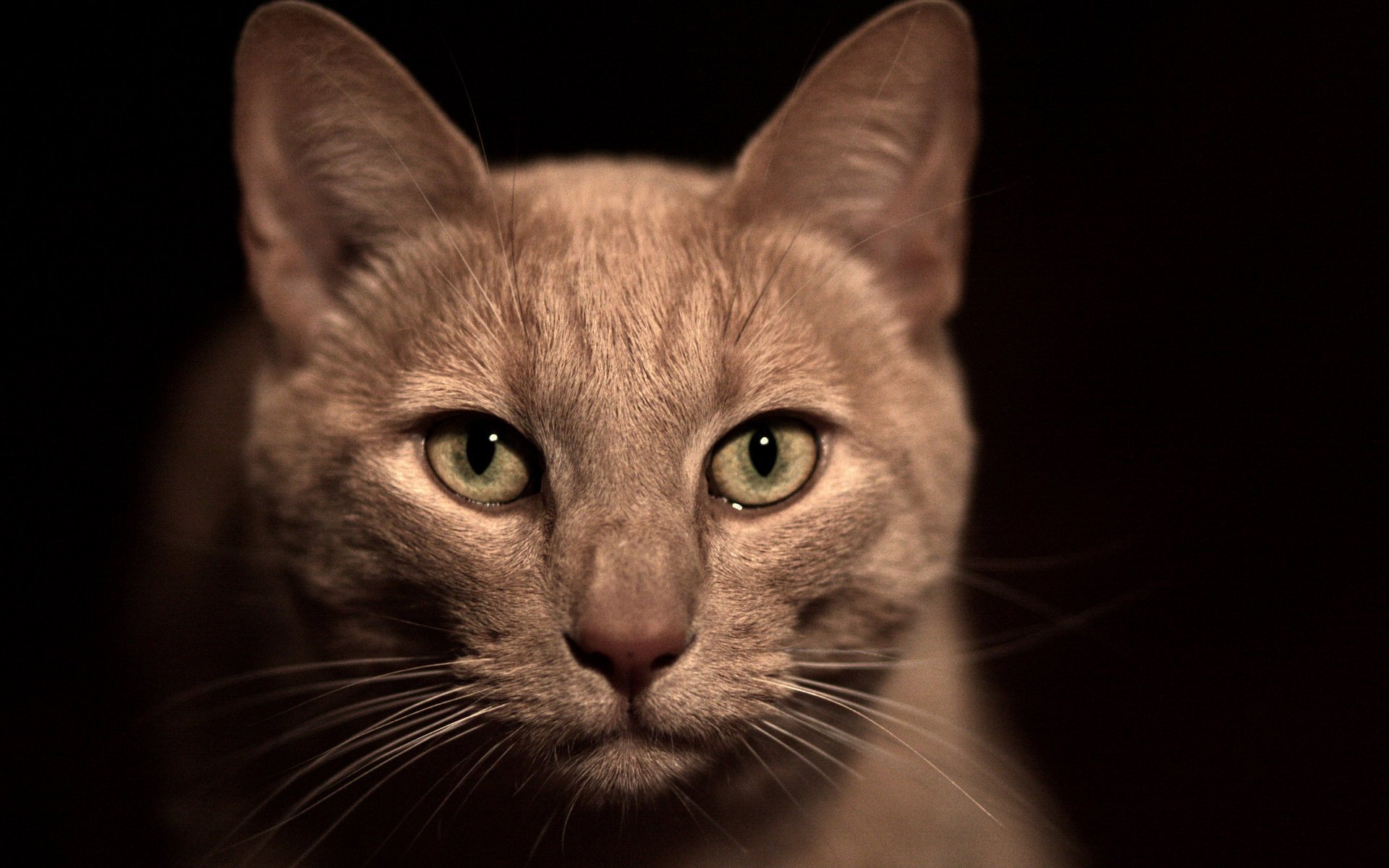 Beige cat on a black background