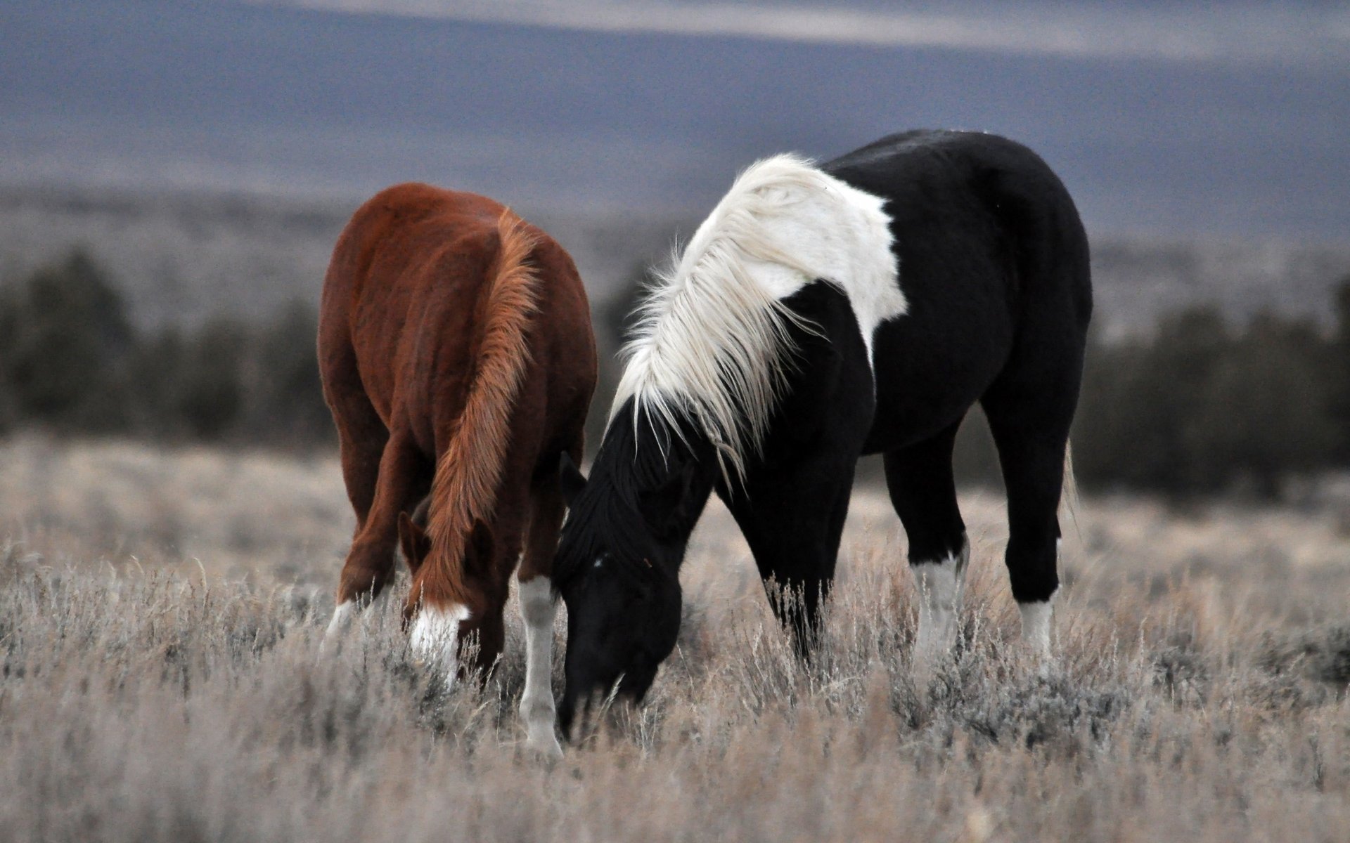 A pair of the most beautiful horses in the pasture