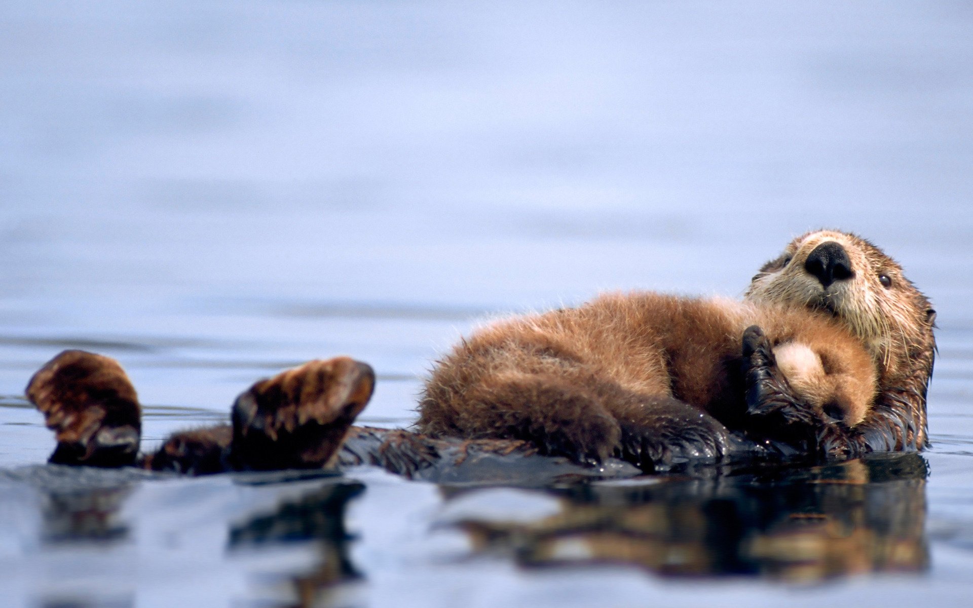 Baby sea otter swim in the water