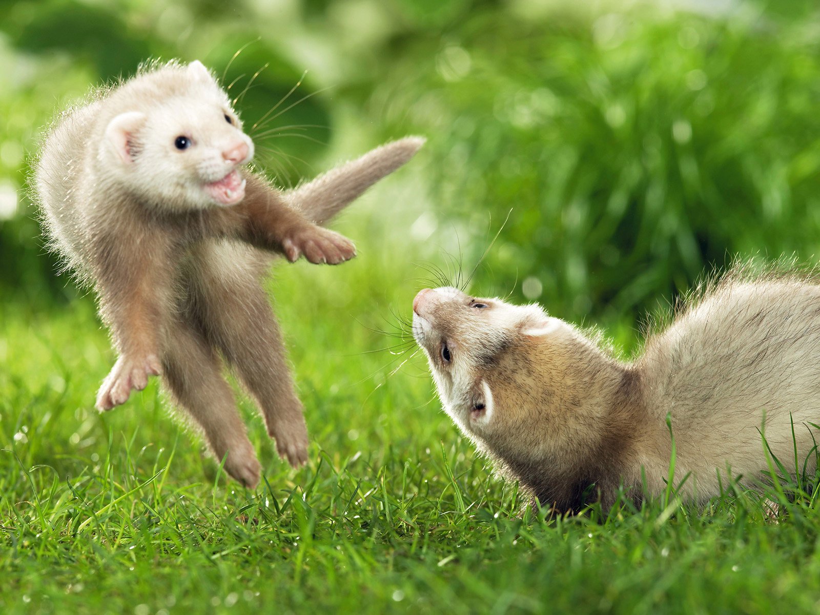 Funny ferrets playing on the field
