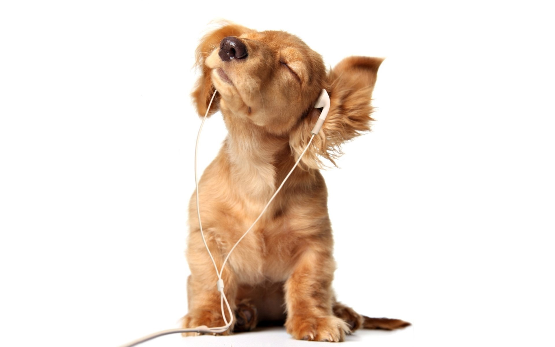 The puppy of the dog is crazy about music in headphones
