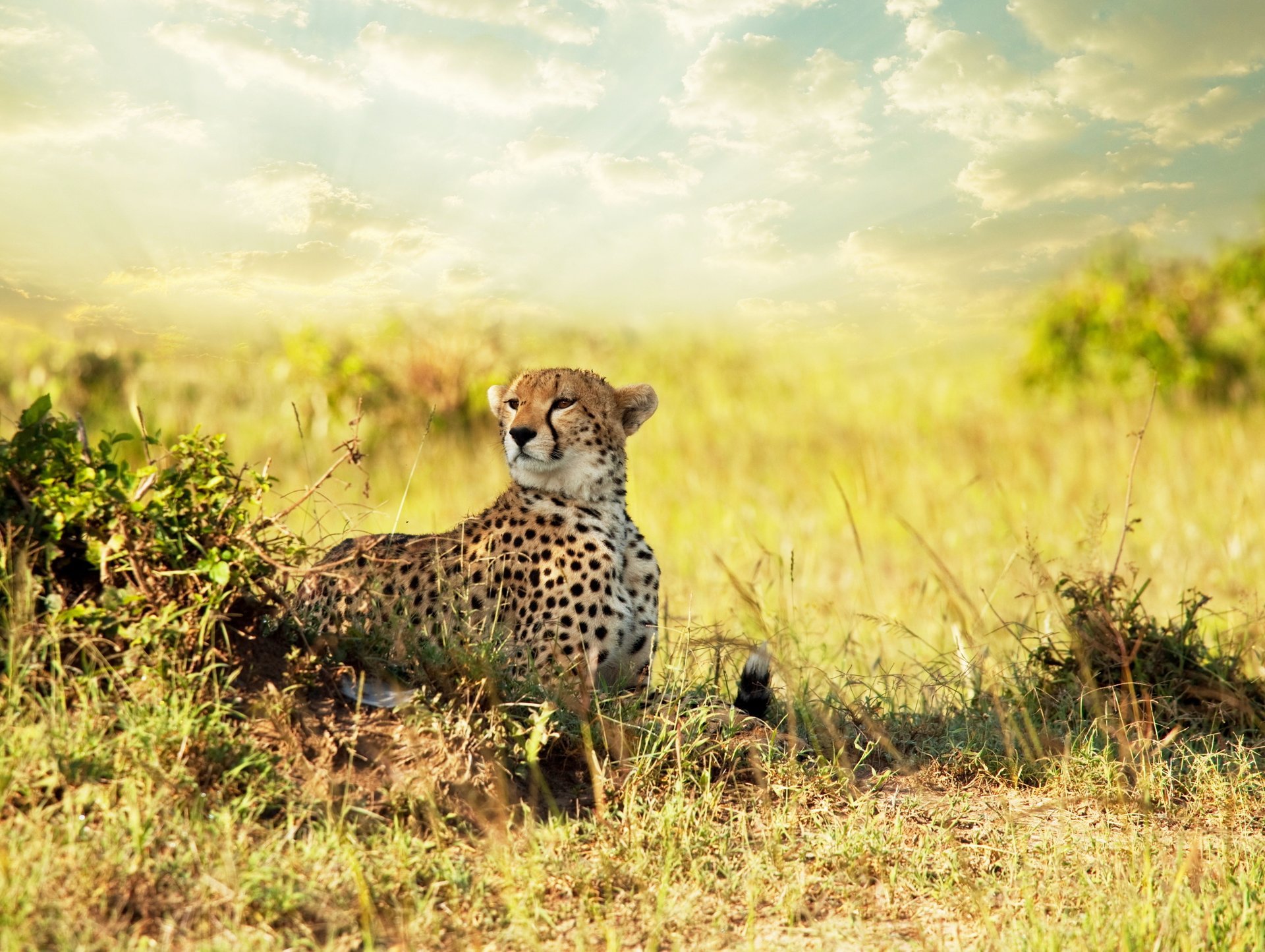 Predatory cheetah in wild Africa