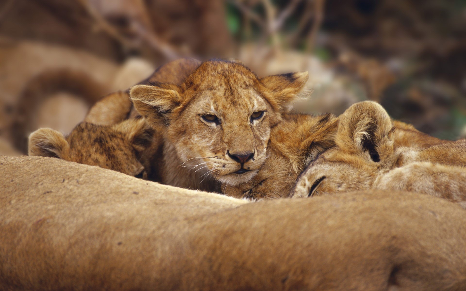 Sleeping lion cubs one of them woke up