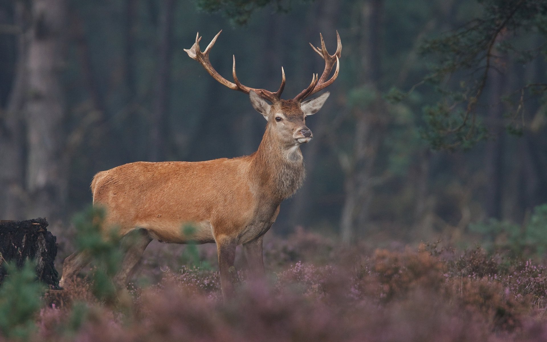 A horned deer on the edge of a wild forest
