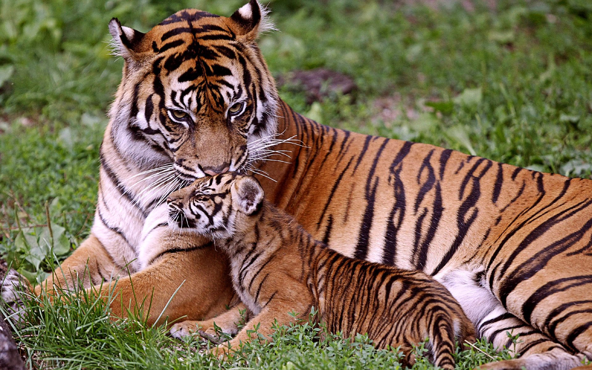 Tigress with a tiger cub in the green grass